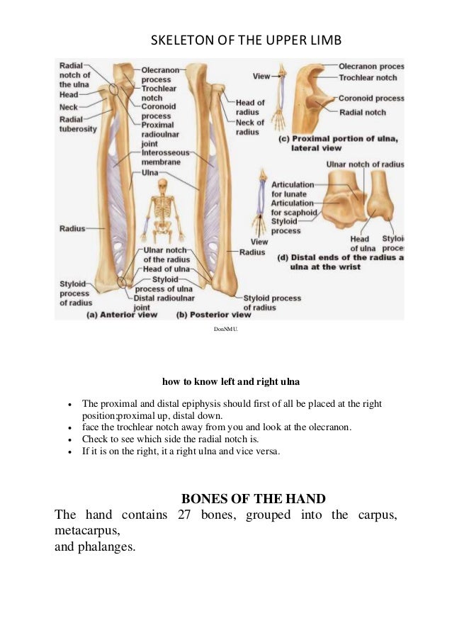 Skeleton of the upper limb