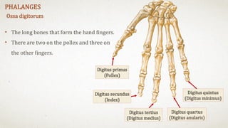 Comprehensive Anatomy of the Upper Limb Skeleton: Bones and Clinical ...