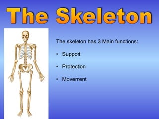 The skeleton has 3 Main functions:

•  Support

•  Protection

•  Movement
 