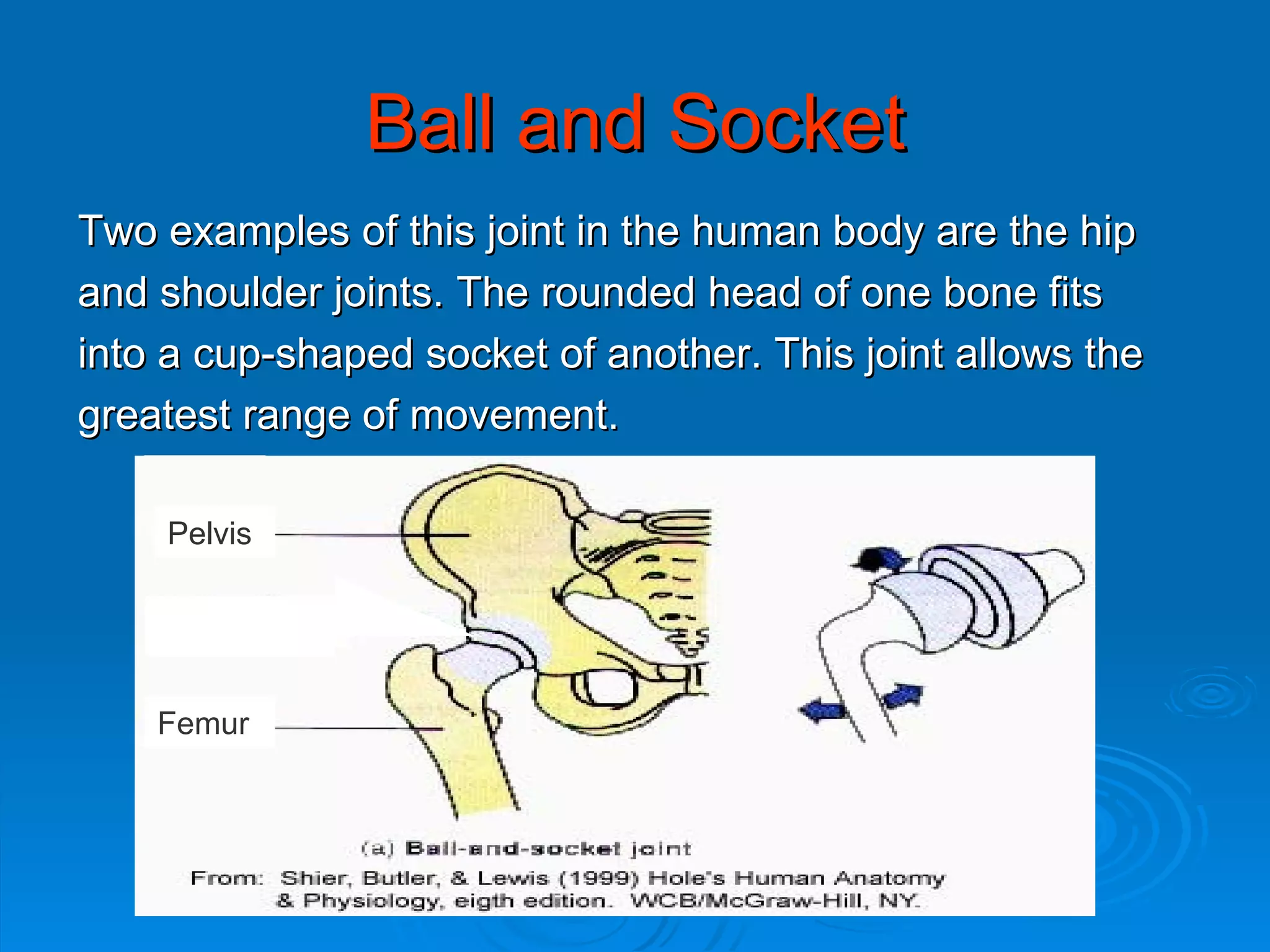 Ball and Socket Two examples of this joint in the human body are the hip  and shoulder joints. The rounded head of one bone fits  into a cup-shaped socket of another. This joint allows the  greatest range of movement. Pelvis Femur 