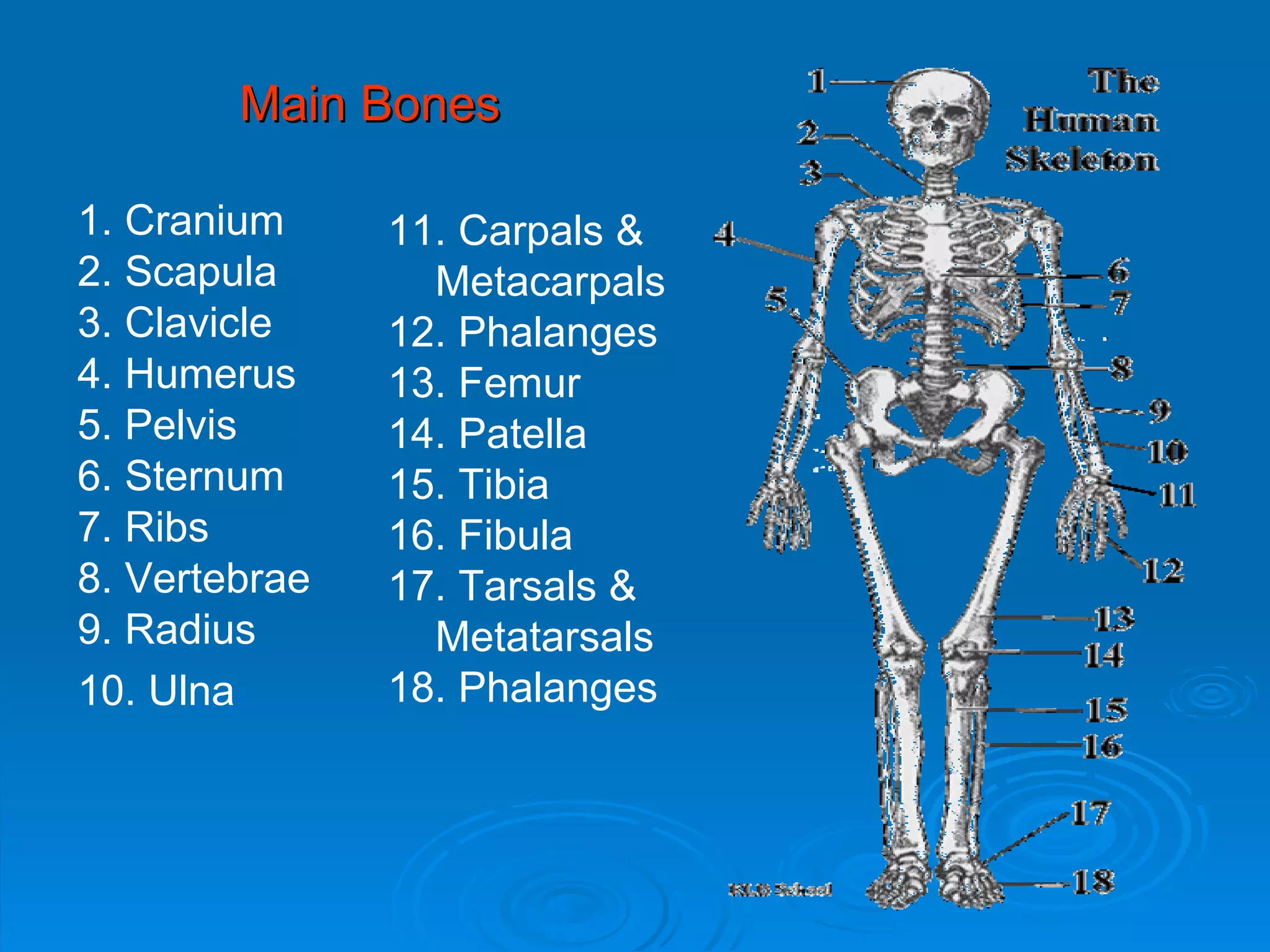 Main Bones 1. Cranium 2. Scapula 3. Clavicle 4. Humerus 5. Pelvis 6. Sternum 7. Ribs 8. Vertebrae 9. Radius 10. Ulna 11. Carpals &  Metacarpals 12. Phalanges 13. Femur 14. Patella 15. Tibia 16. Fibula 17. Tarsals &  Metatarsals 18. Phalanges 