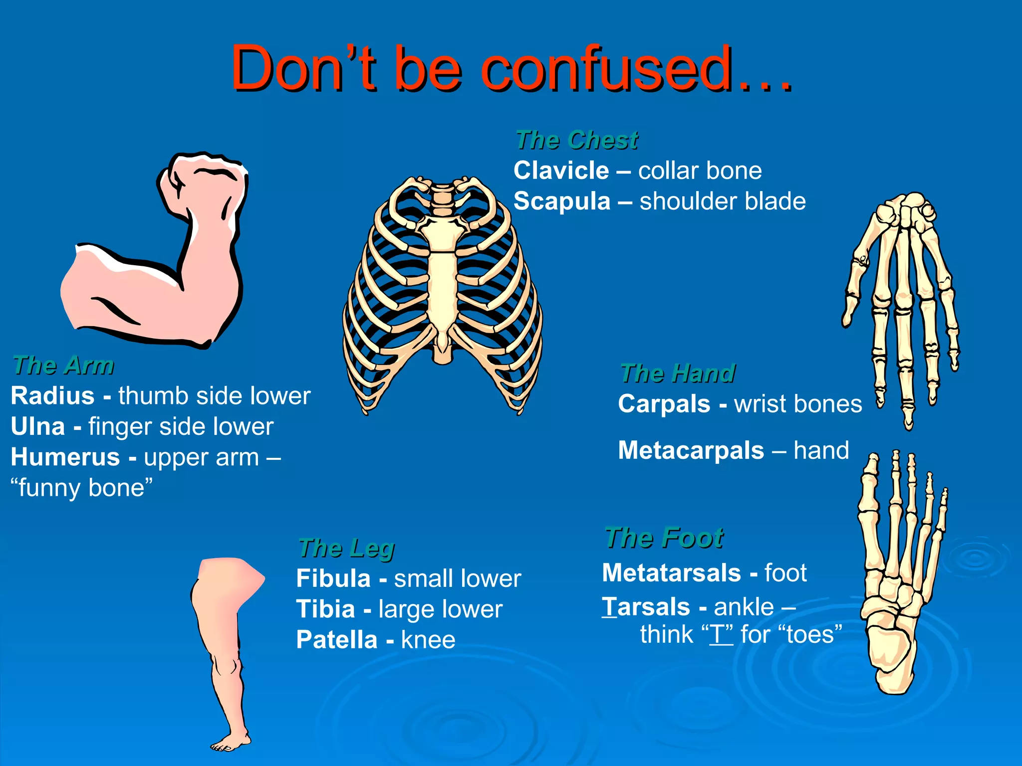 Don’t be confused… The Foot   Metatarsals -  foot   T arsals -  ankle   –think “ T”   for “toes” The Hand   Carpals -  wrist bones   Metacarpals  – hand  The Chest   Clavicle –  collar   bone Scapula –  shoulder blade   The Leg   Fibula -  small lower   Tibia -  large lower   Patella -  knee   The Arm   Radius -  thumb side lower   Ulna -  finger side lower   Humerus -  upper   arm – “funny bone” 