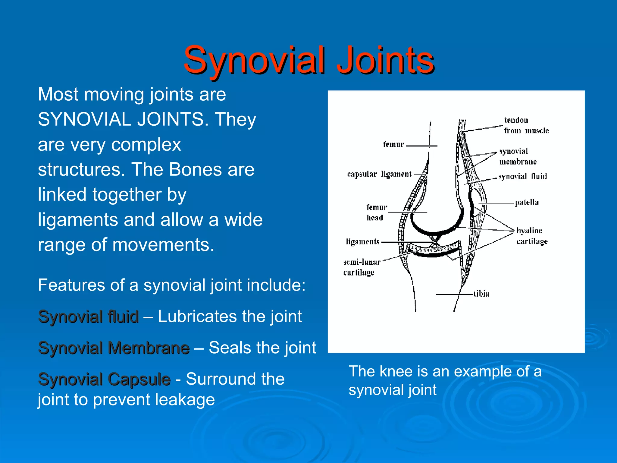 Synovial Joints Most moving joints are  SYNOVIAL JOINTS. They  are very complex  structures. The Bones are  linked together by  ligaments and allow a wide  range of movements. The knee is an example of a synovial joint Features of a synovial joint include: Synovial fluid  – Lubricates the joint Synovial Membrane  – Seals the joint Synovial Capsule  - Surround the joint to prevent leakage 