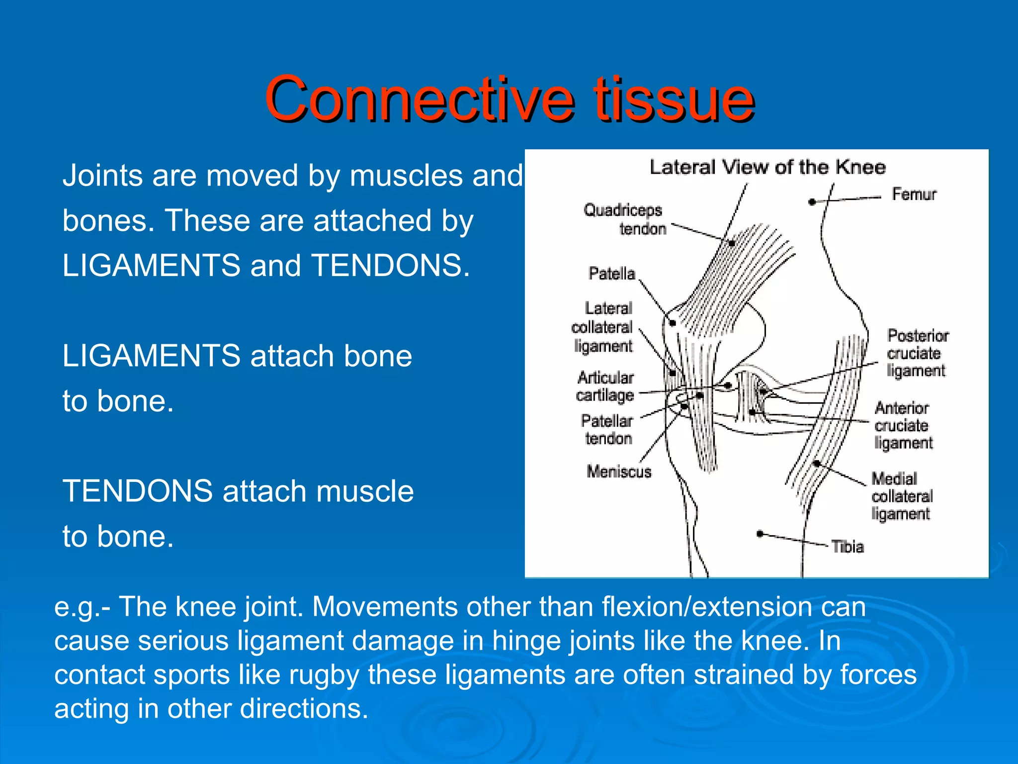 Connective tissue Joints are moved by muscles and  bones. These are attached by  LIGAMENTS and TENDONS. LIGAMENTS attach bone  to bone. TENDONS attach muscle  to bone. e.g.- The knee joint. Movements other than flexion/extension can cause serious ligament damage in hinge joints like the knee. In contact sports like rugby these ligaments are often strained by forces acting in other directions. 
