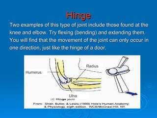 Hinge Two examples of this type of joint include those found at the  knee and elbow. Try flexing (bending) and extending them. You will find that the movement of the joint can only occur in  one direction, just like the hinge of a door. Humerus Radius Ulna 