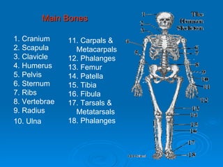 Main Bones 1. Cranium 2. Scapula 3. Clavicle 4. Humerus 5. Pelvis 6. Sternum 7. Ribs 8. Vertebrae 9. Radius 10. Ulna 11. Carpals &  Metacarpals 12. Phalanges 13. Femur 14. Patella 15. Tibia 16. Fibula 17. Tarsals &  Metatarsals 18. Phalanges 