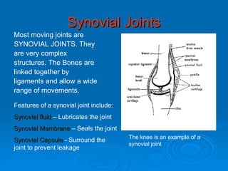 Synovial Joints Most moving joints are  SYNOVIAL JOINTS. They  are very complex  structures. The Bones are  linked together by  ligaments and allow a wide  range of movements. The knee is an example of a synovial joint Features of a synovial joint include: Synovial fluid  – Lubricates the joint Synovial Membrane  – Seals the joint Synovial Capsule  - Surround the joint to prevent leakage 