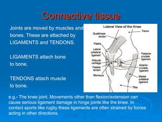 Connective tissue Joints are moved by muscles and  bones. These are attached by  LIGAMENTS and TENDONS. LIGAMENTS attach bone  to bone. TENDONS attach muscle  to bone. e.g.- The knee joint. Movements other than flexion/extension can cause serious ligament damage in hinge joints like the knee. In contact sports like rugby these ligaments are often strained by forces acting in other directions. 