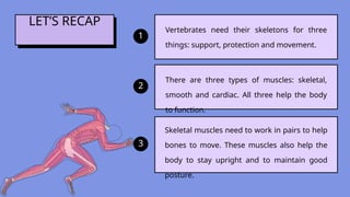 Muscle Recap Comprehensive Overview of Animal and Human Skeletons and Muscles | PPTX