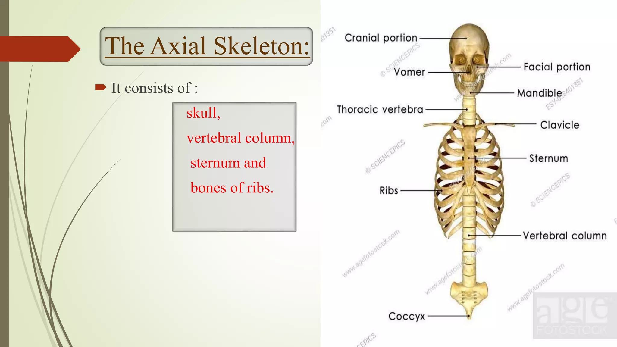 Sternum And Ribs Axial Skeleton