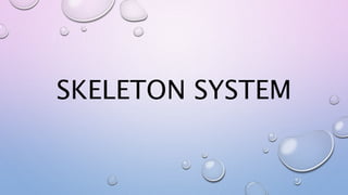 SKELETON SYSTEM
 