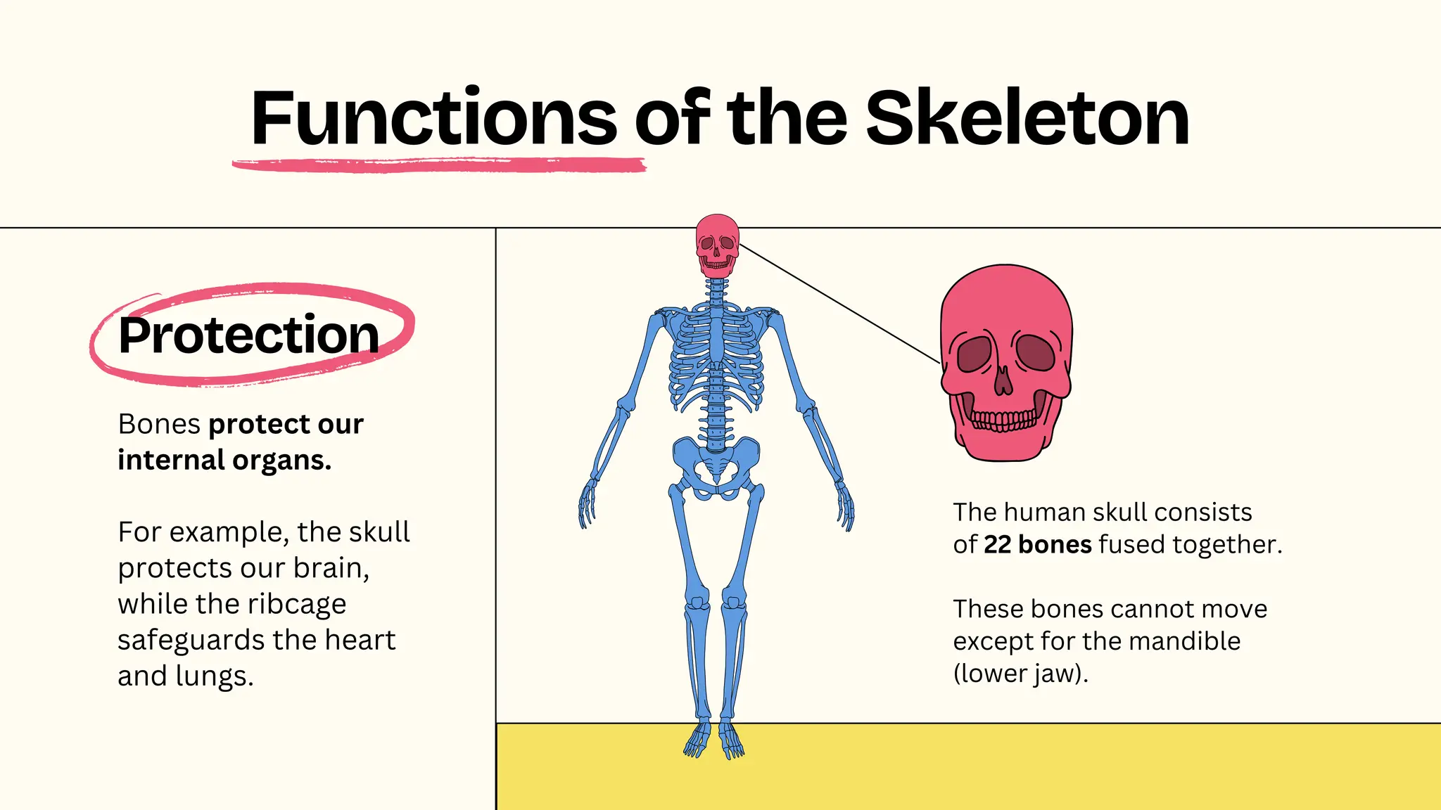 Protection
Bones protect our
internal organs.
For example, the skull
protects our brain,
while the ribcage
safeguards the heart
and lungs.
Functions of the Skeleton
The human skull consists
of 22 bones fused together.
These bones cannot move
except for the mandible
(lower jaw).
 