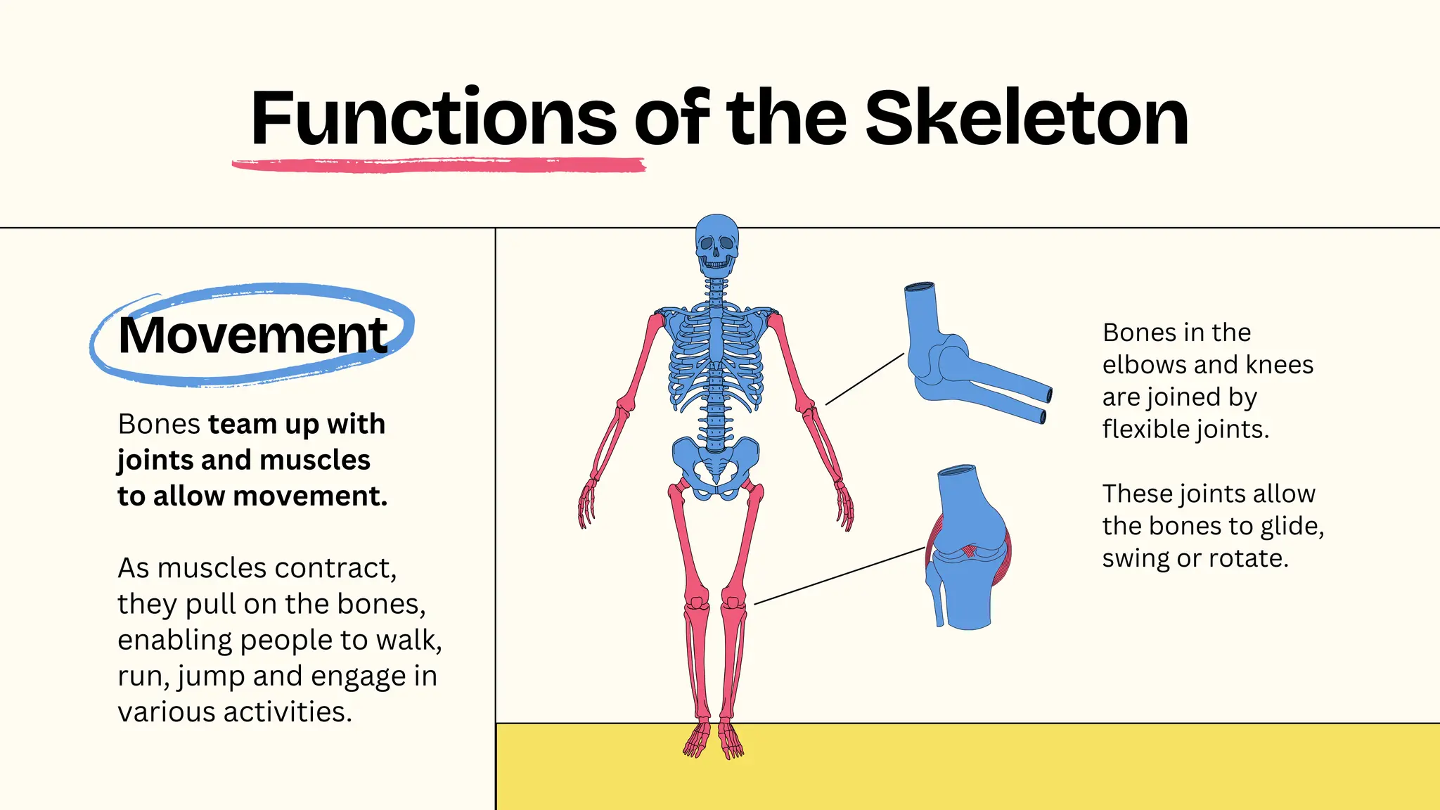 Movement
Bones team up with
joints and muscles
to allow movement.
As muscles contract,
they pull on the bones,
enabling people to walk,
run, jump and engage in
various activities.
Functions of the Skeleton
Bones in the
elbows and knees
are joined by
flexible joints.
These joints allow
the bones to glide,
swing or rotate.
 