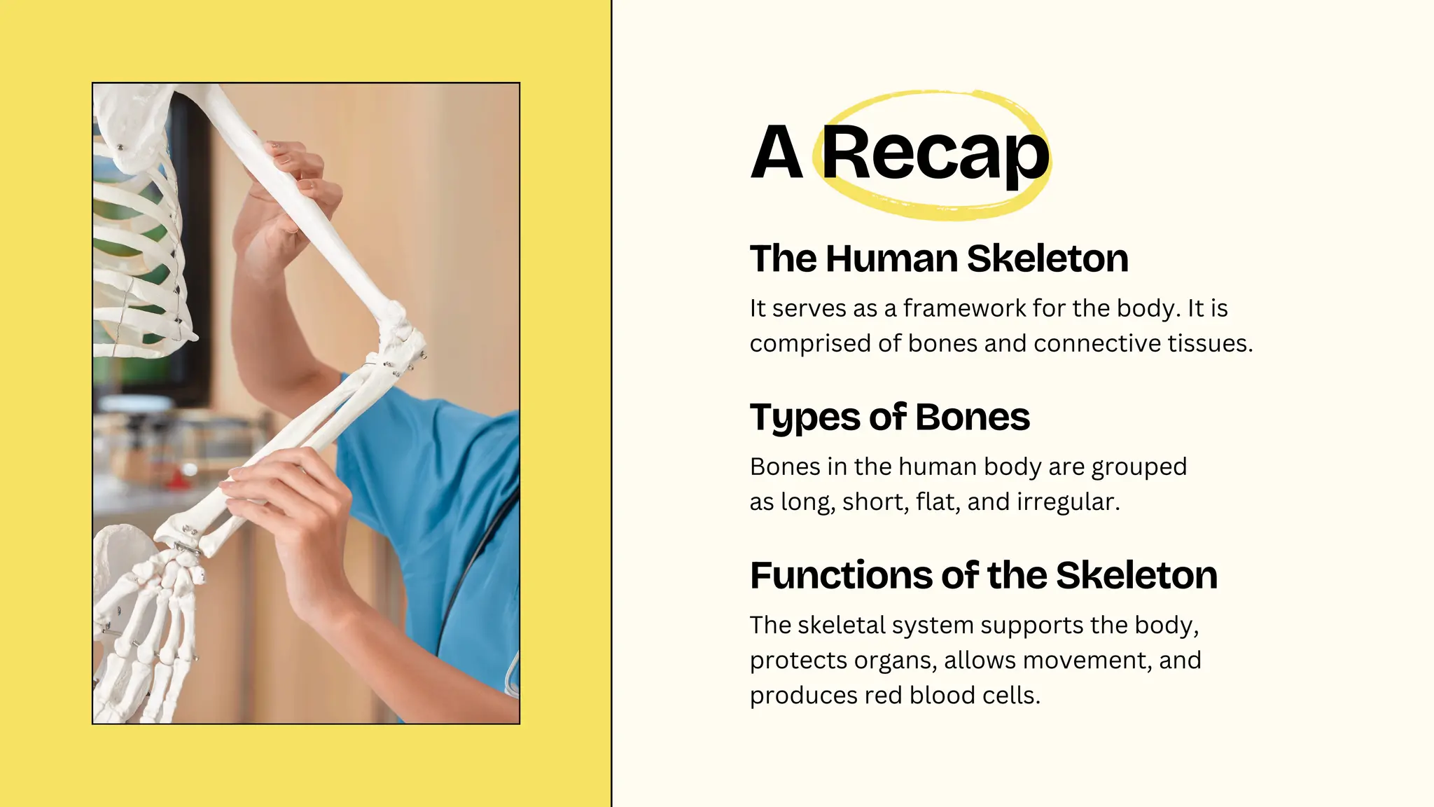 It serves as a framework for the body. It is
comprised of bones and connective tissues.
The Human Skeleton
Bones in the human body are grouped
as long, short, flat, and irregular.
Types of Bones
The skeletal system supports the body,
protects organs, allows movement, and
produces red blood cells.
Functions of the Skeleton
A Recap
 