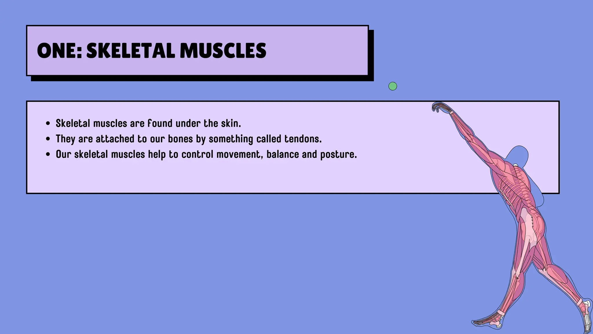 Skeletal muscles are found under the skin.
They are attached to our bones by something called tendons.
Our skeletal muscles help to control movement, balance and posture.
ONE: SKELETAL MUSCLES
 