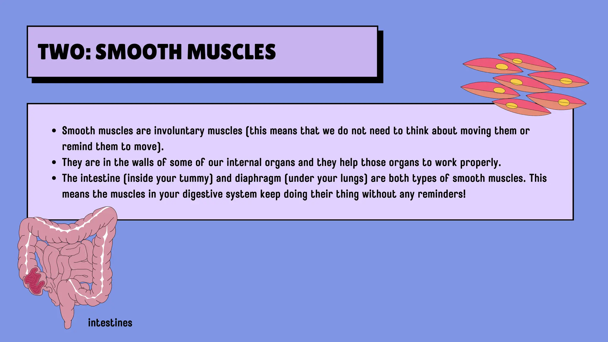Smooth muscles are involuntary muscles (this means that we do not need to think about moving them or
remind them to move).
They are in the walls of some of our internal organs and they help those organs to work properly.
The intestine (inside your tummy) and diaphragm (under your lungs) are both types of smooth muscles. This
means the muscles in your digestive system keep doing their thing without any reminders!
intestines
TWO: SMOOTH MUSCLES
 