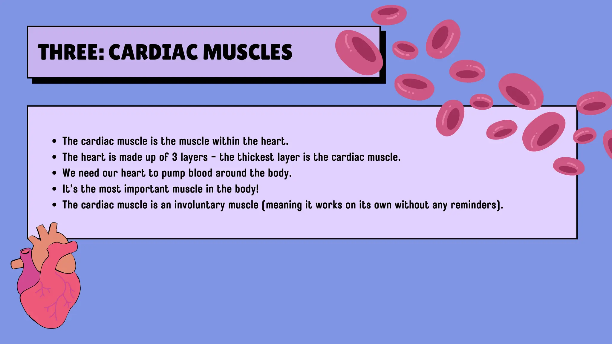 The cardiac muscle is the muscle within the heart.
The heart is made up of 3 layers - the thickest layer is the cardiac muscle.
We need our heart to pump blood around the body.
It’s the most important muscle in the body!
The cardiac muscle is an involuntary muscle (meaning it works on its own without any reminders).
THREE: CARDIAC MUSCLES
 