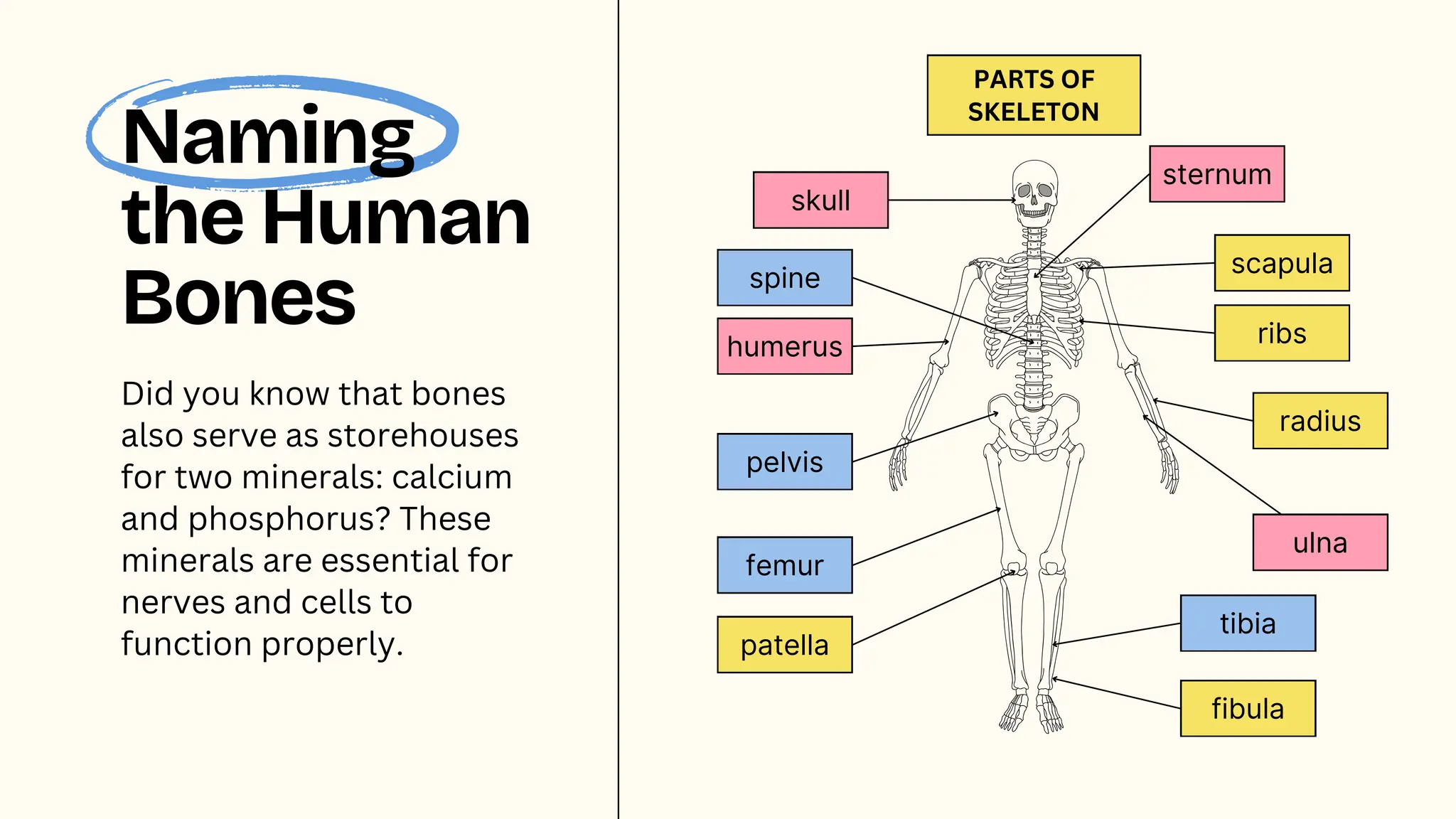 skull
PARTS OF
SKELETON
spine
humerus
pelvis
femur
patella
sternum
scapula
ribs
radius
ulna
tibia
fibula
Naming
the Human
Bones
Did you know that bones
also serve as storehouses
for two minerals: calcium
and phosphorus? These
minerals are essential for
nerves and cells to
function properly.
 