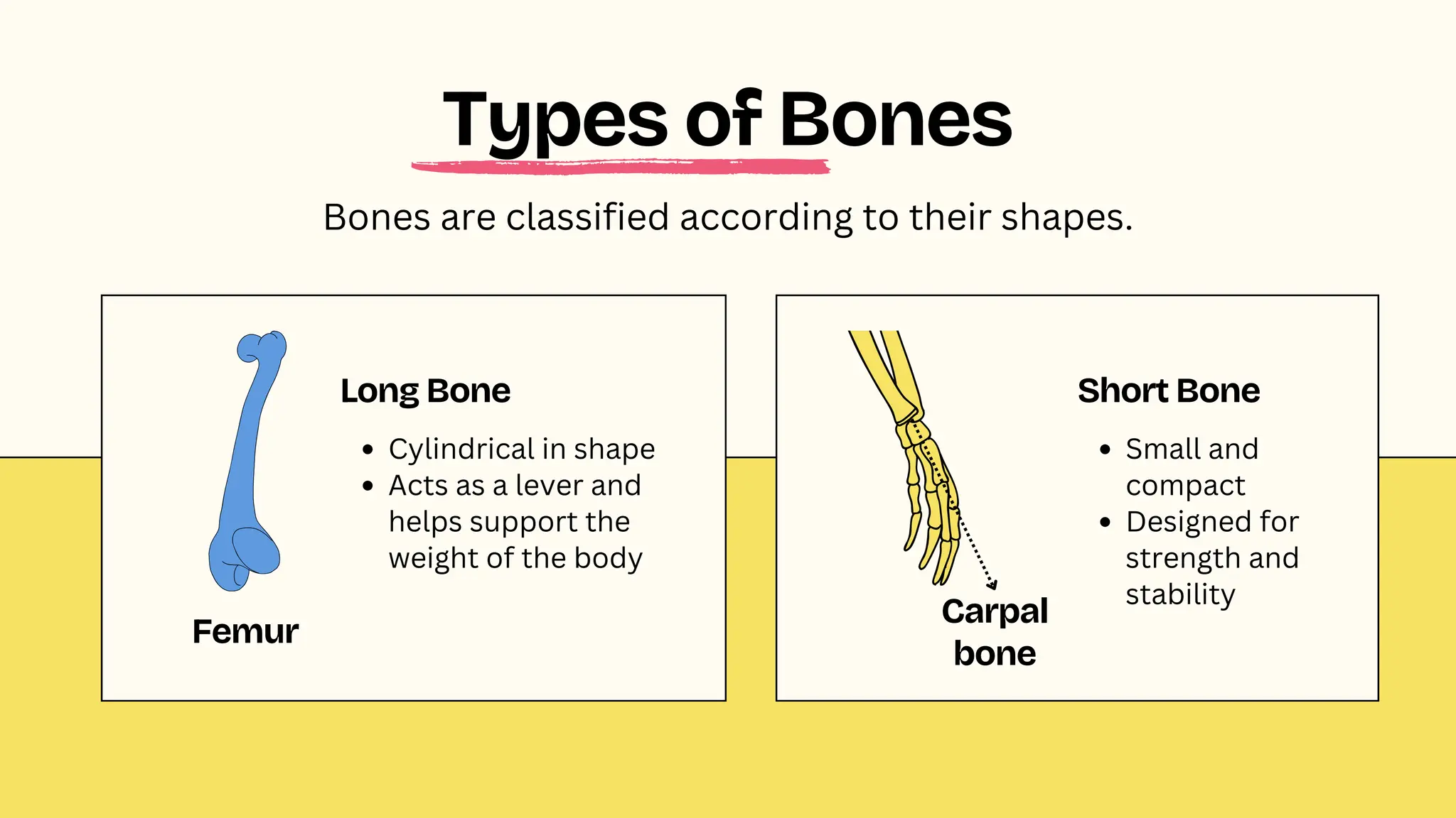 Carpal
bone
Femur
Long Bone
Cylindrical in shape
Acts as a lever and
helps support the
weight of the body
Short Bone
Small and
compact
Designed for
strength and
stability
Bones are classified according to their shapes.
Types of Bones
 
