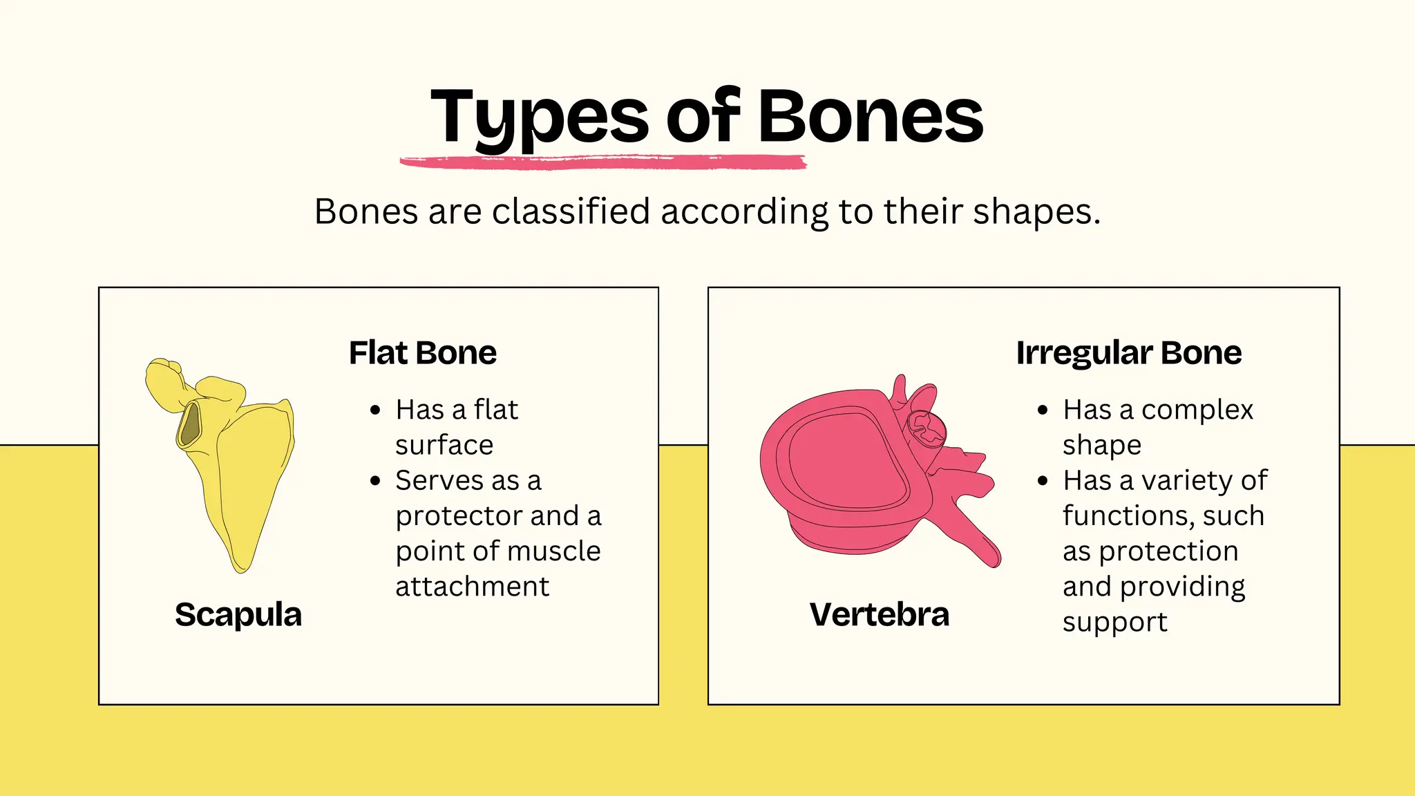 Scapula Vertebra
Flat Bone
Has a flat
surface
Serves as a
protector and a
point of muscle
attachment
Irregular Bone
Has a complex
shape
Has a variety of
functions, such
as protection
and providing
support
Bones are classified according to their shapes.
Types of Bones
 