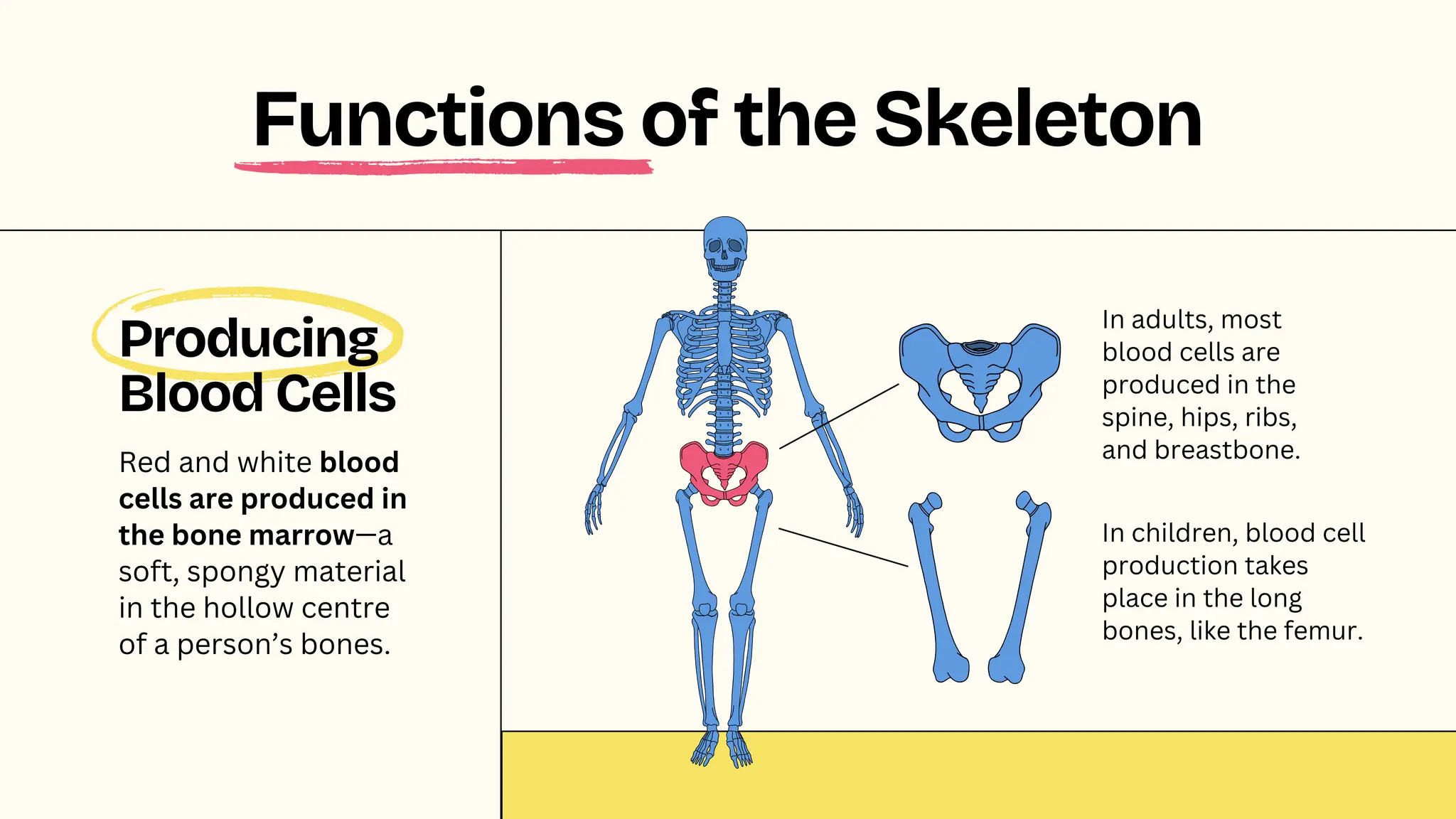 Producing
Blood Cells
Red and white blood
cells are produced in
the bone marrow—a
soft, spongy material
in the hollow centre
of a person’s bones.
Functions of the Skeleton
In adults, most
blood cells are
produced in the
spine, hips, ribs,
and breastbone.
In children, blood cell
production takes
place in the long
bones, like the femur.
 
