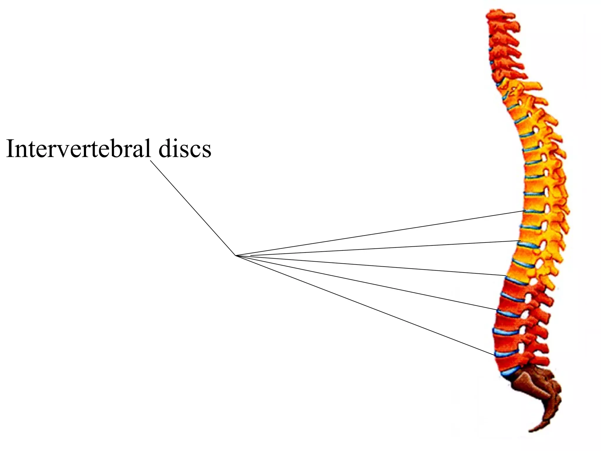 Intervertebral discs 