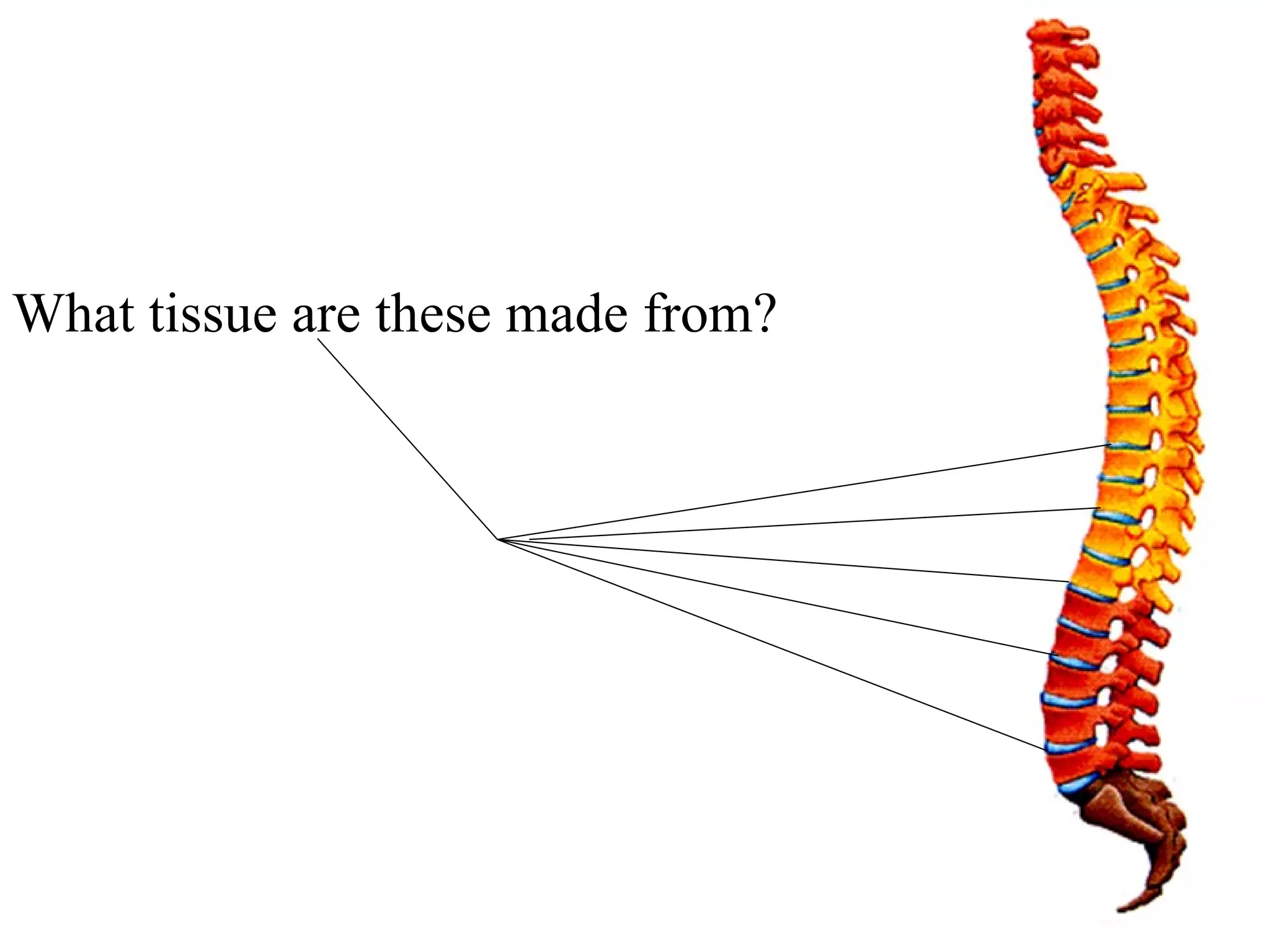 What tissue are these made from? 