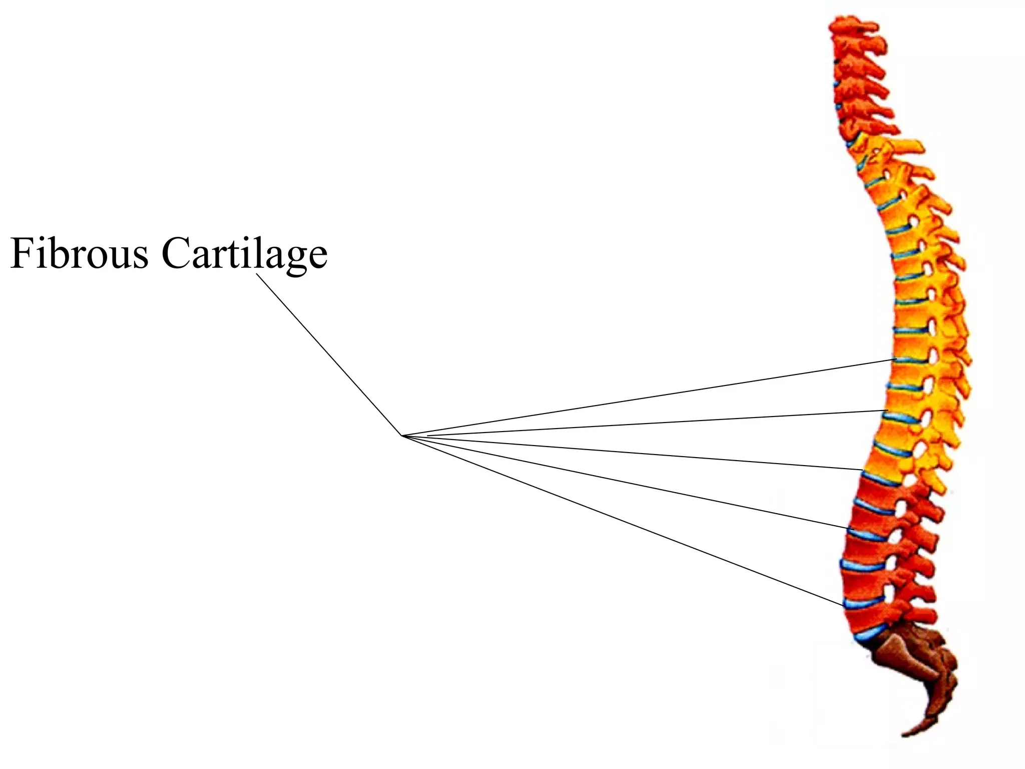 Fibrous Cartilage 