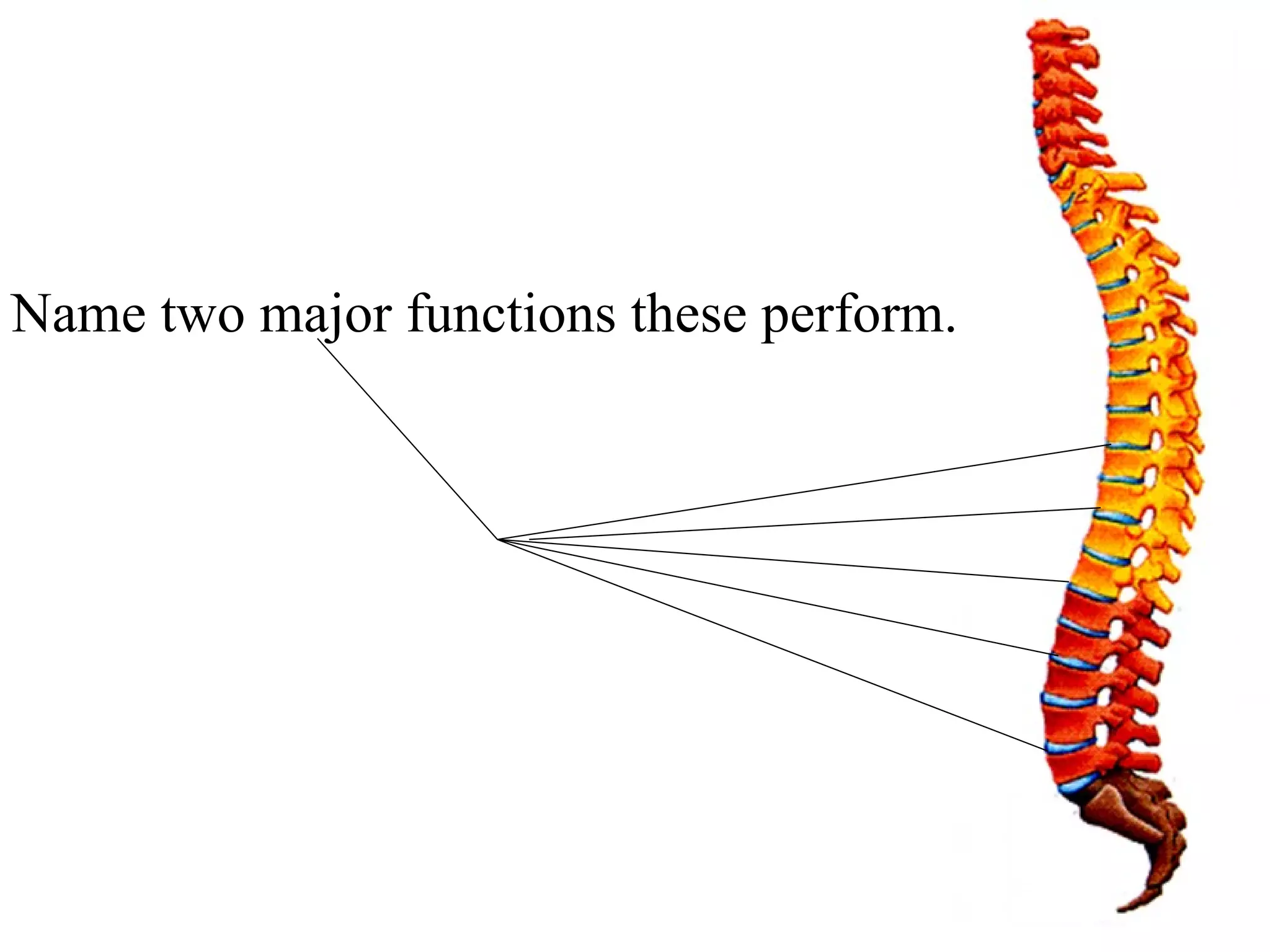 Name two major functions these perform. 