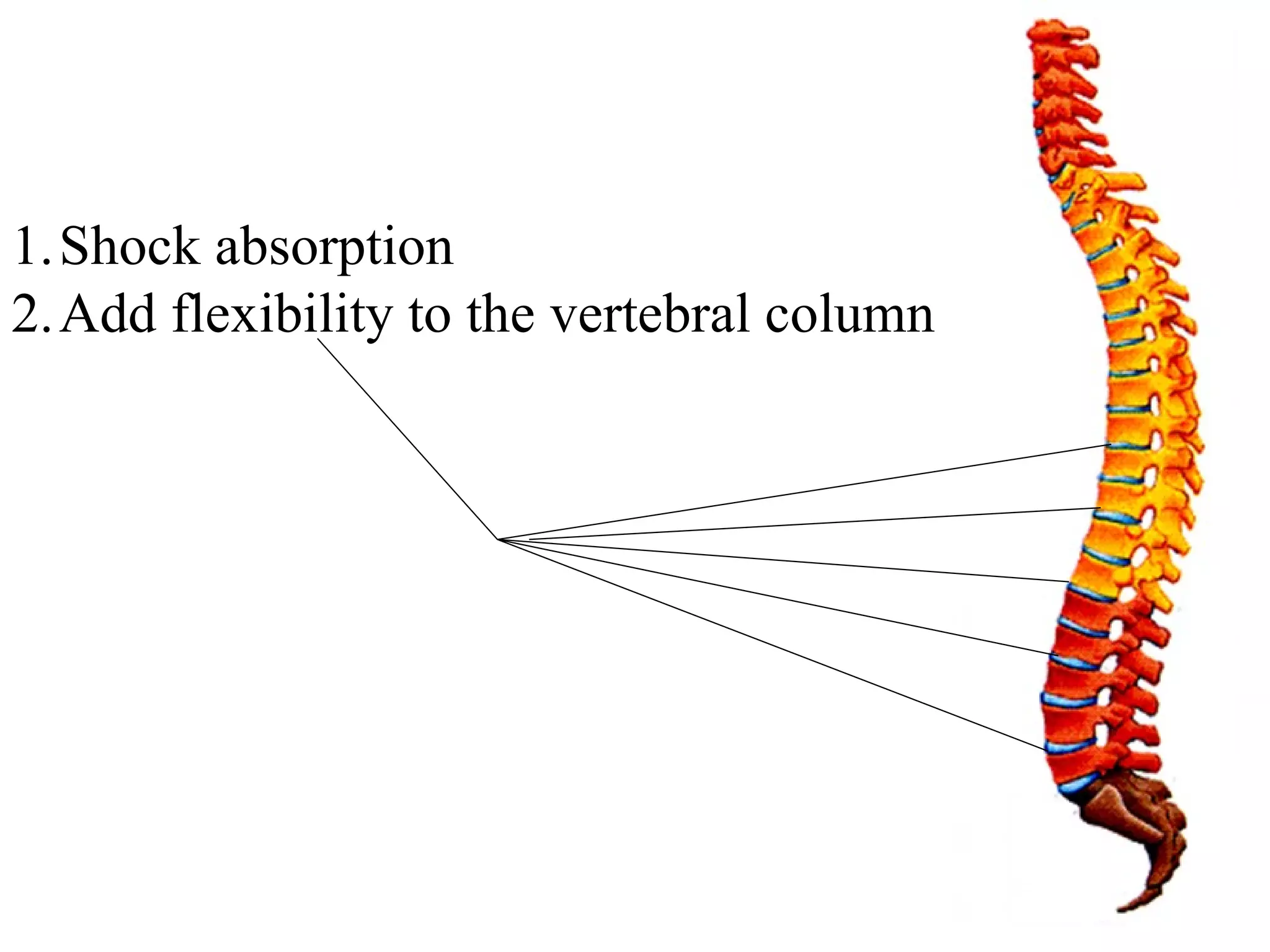 Shock absorption Add flexibility to the vertebral column 