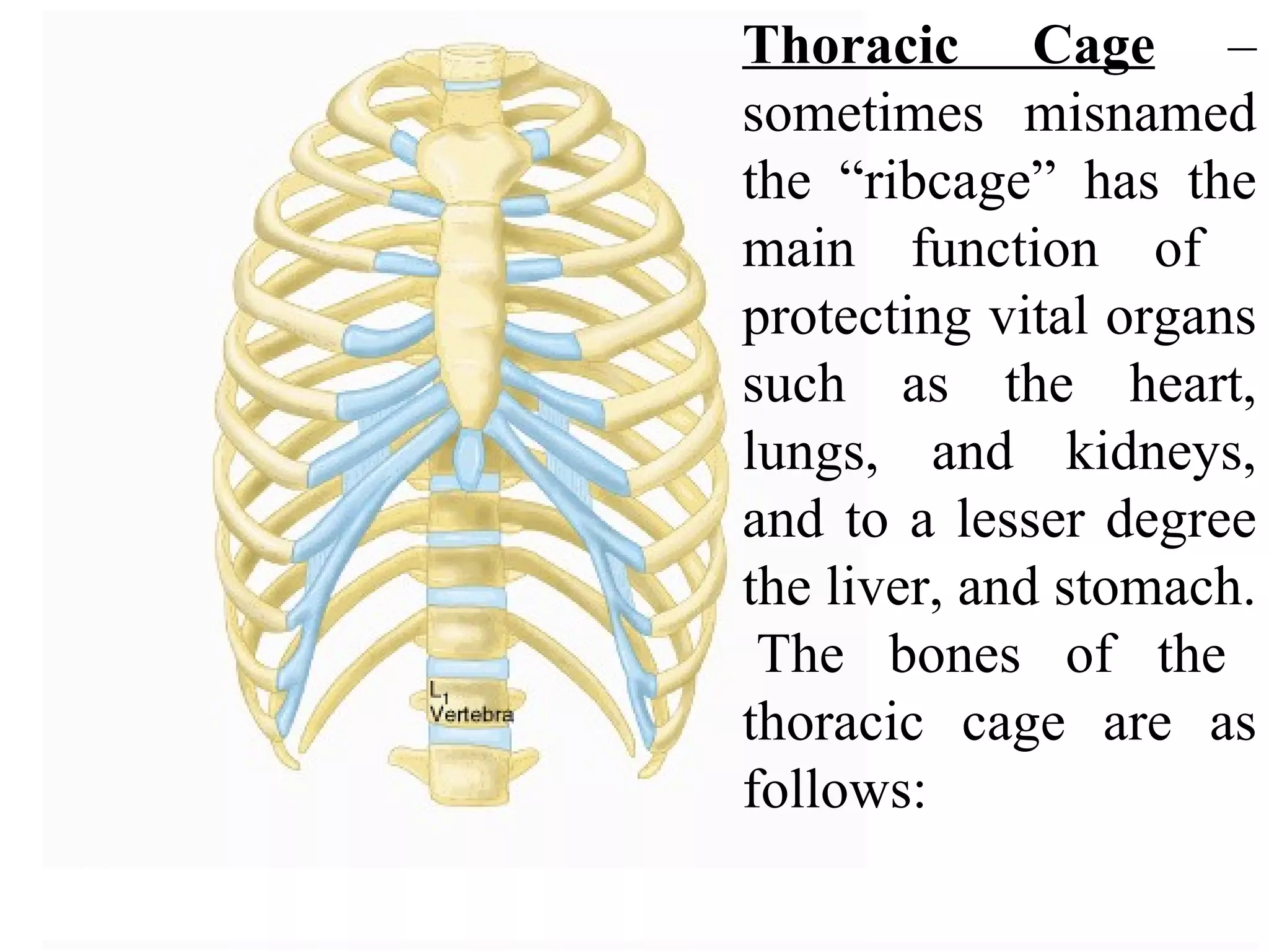 Thoracic Cage  – sometimes misnamed the “ribcage” has the main function of  protecting vital organs such as the heart, lungs, and kidneys, and to a lesser degree the liver, and stomach.  The bones of the thoracic cage are as follows: 
