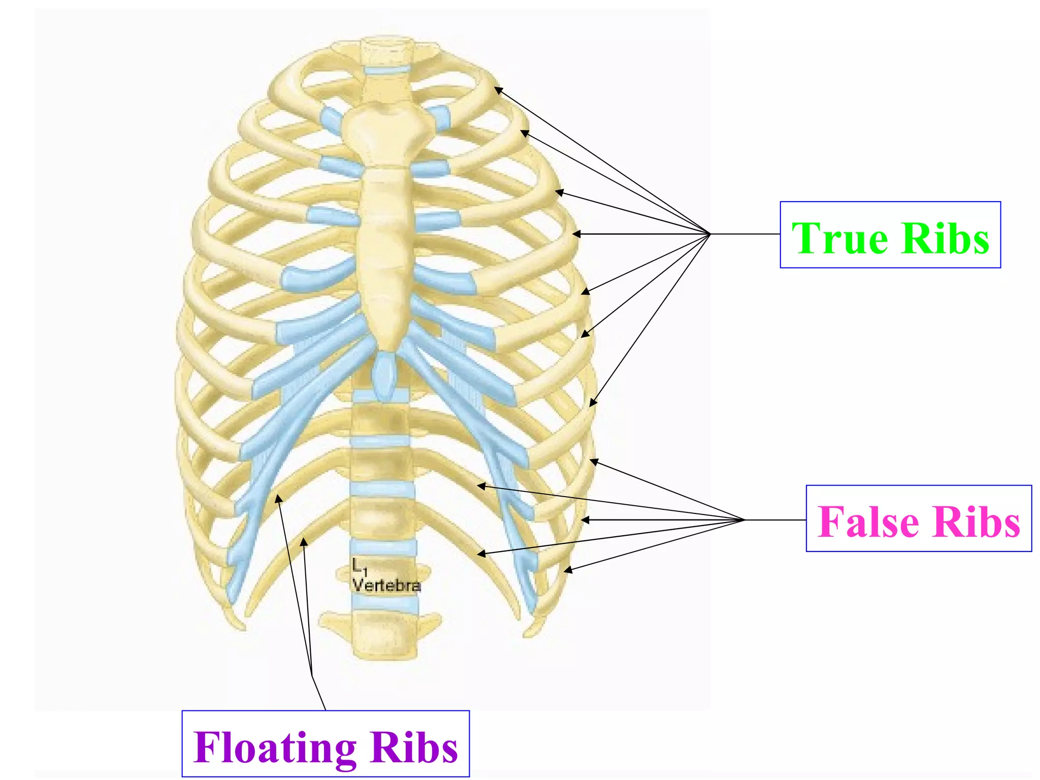 True Ribs False Ribs Floating Ribs Name? Name? Special name? 