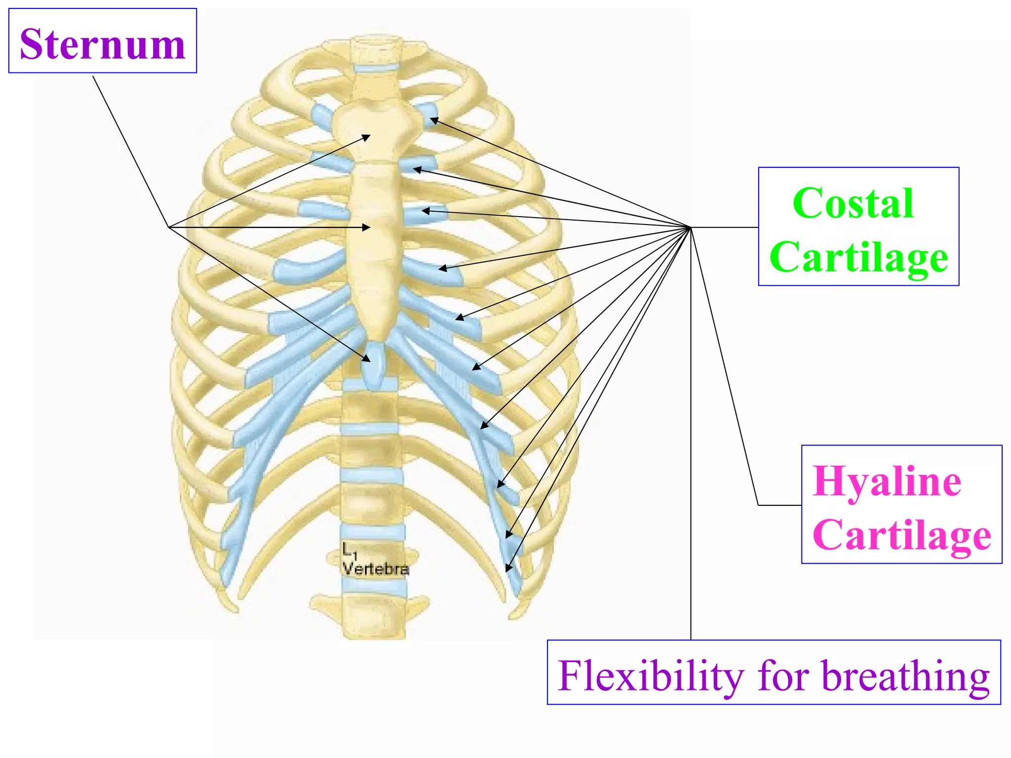 Costal  Cartilage Hyaline Cartilage Sternum Name? Tissue Type? Name? What important characteristic does this tissue add to the Thoracic Cage? Flexibility for breathing 