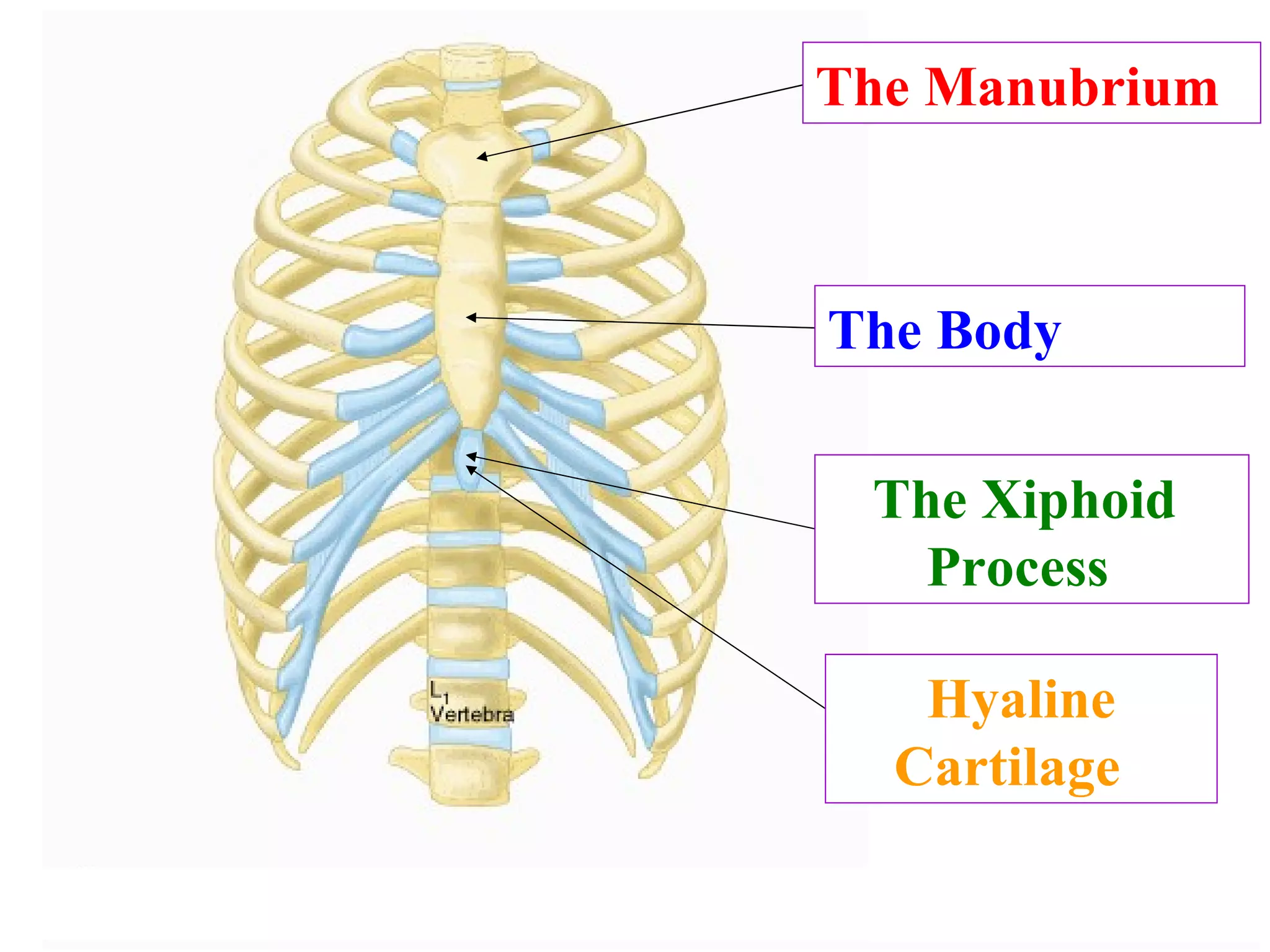 The Manubrium  The Body  The Xiphoid  Process  Hyaline Cartilage  Which part is this? Which part is this? Which part is this? What tissue type is this? 