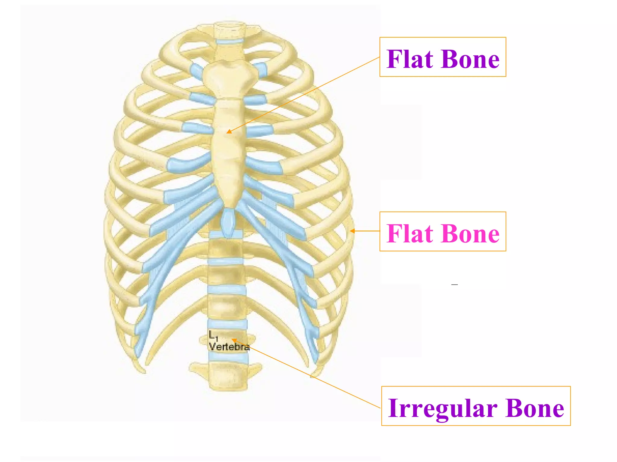 What type of bone is this, with respect to shape? What type of bone is this, with respect to shape? What type of bone is this, with respect to shape? Flat Bone Flat Bone Irregular Bone 
