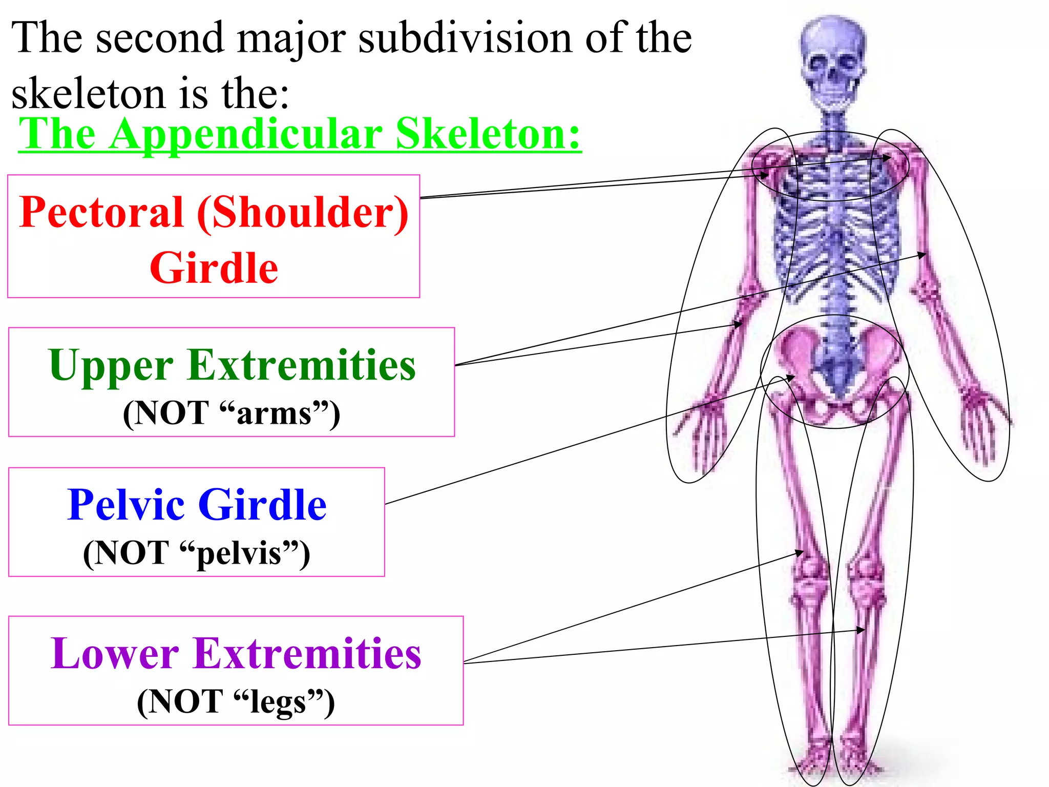 The Appendicular Skeleton: The second major subdivision of the skeleton is the: Lower Extremities (NOT “legs”) Pelvic Girdle (NOT “pelvis”) Upper Extremities (NOT “arms”) Pectoral (Shoulder) Girdle Which part is this? Which parts are these? Which part is this? Which parts are these? 