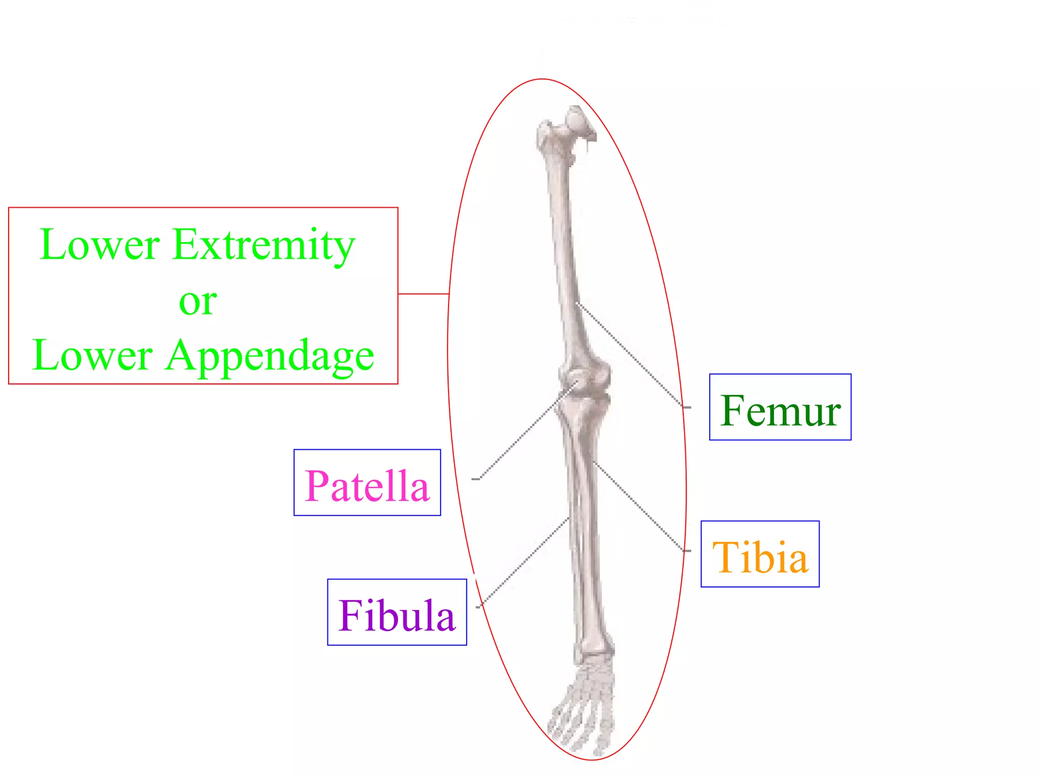 Lower Extremity  or  Lower Appendage Patella Fibula Femur Tibia Name of entire structure? 2? 3? 4? 1? 