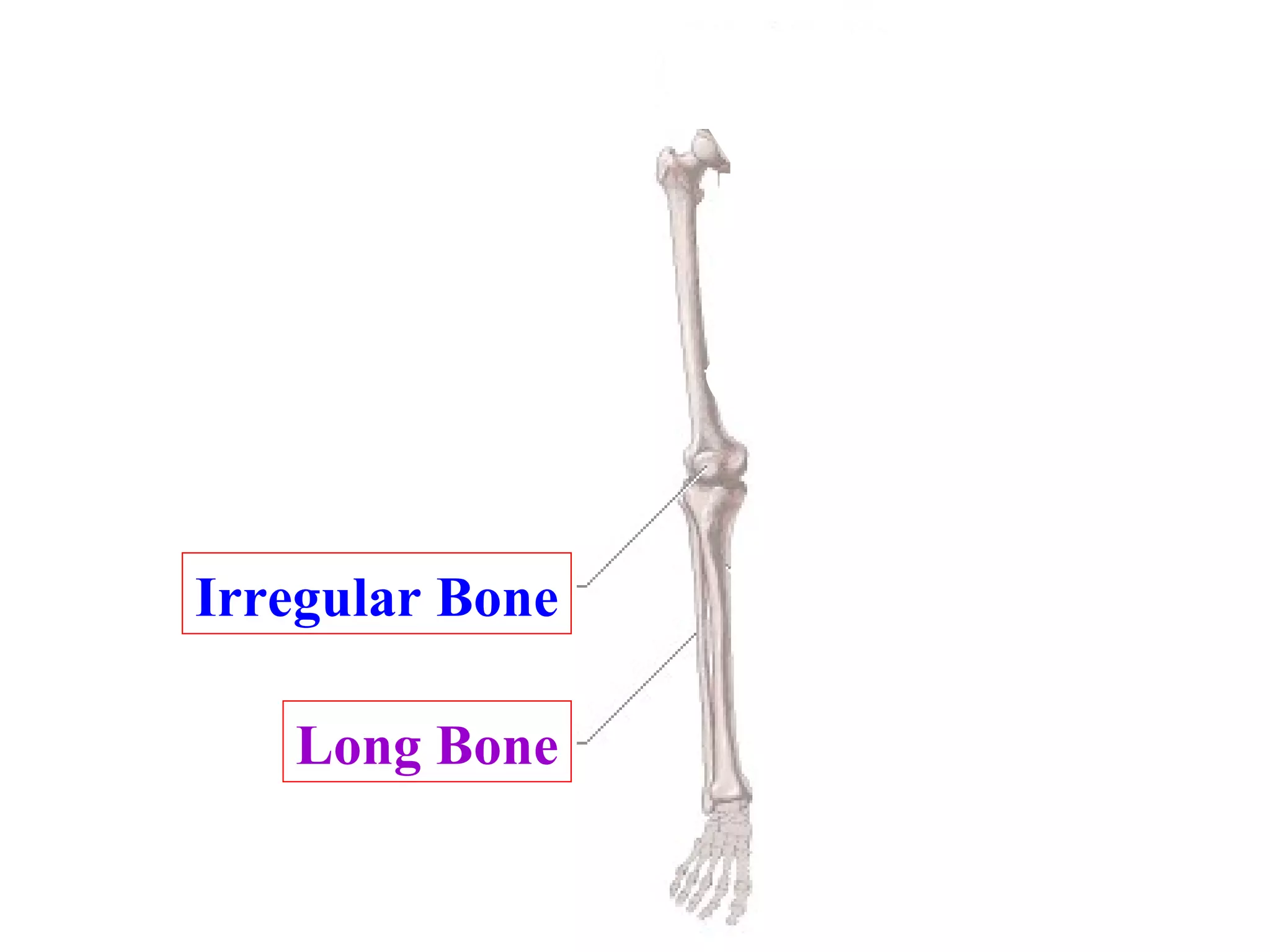 What type of bone is this, with respect to shape? What type of bone is this, with respect to shape? Long Bone Irregular Bone 