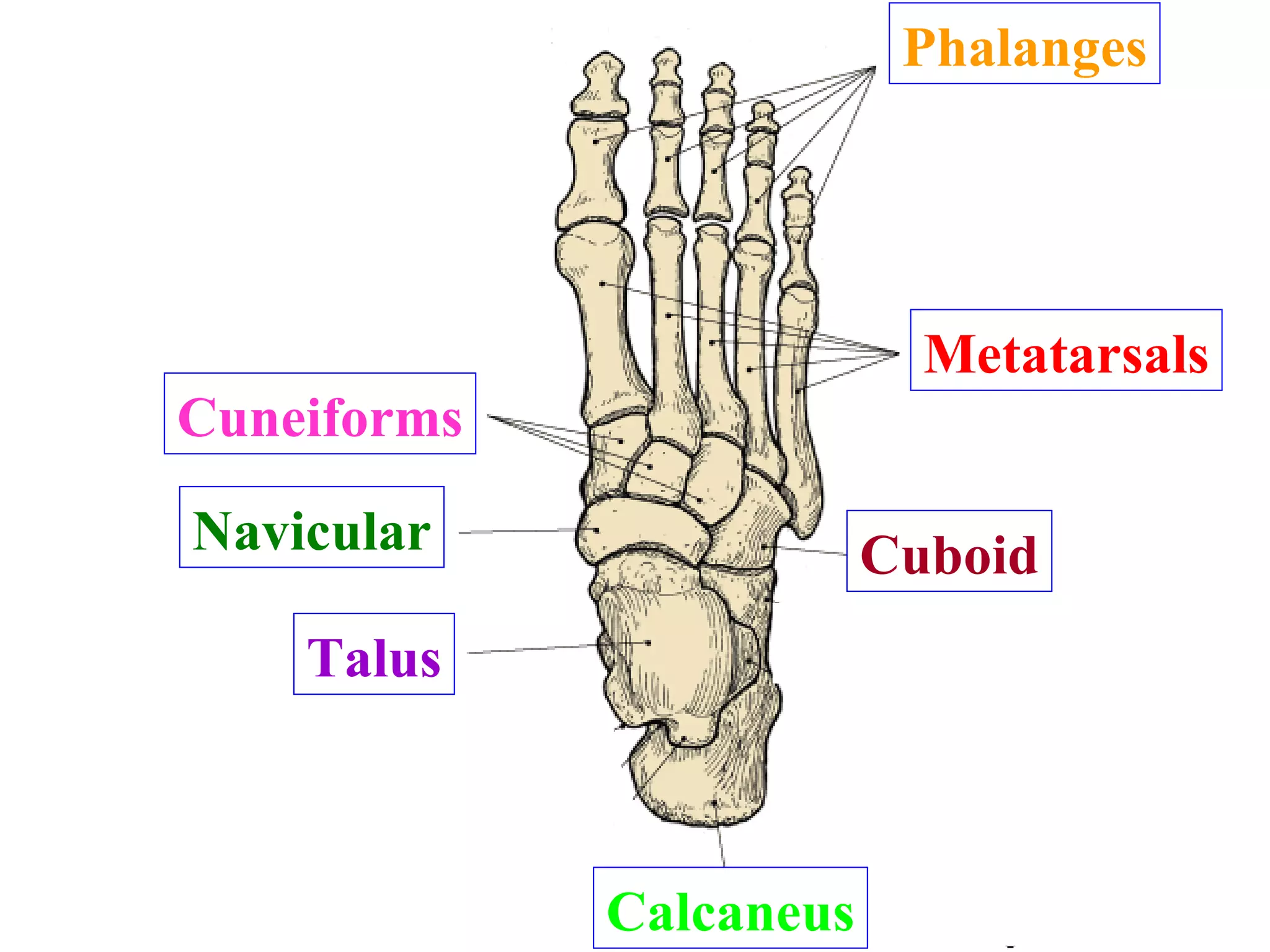 3? 4? 5? 6? 7? 2? 1? Phalanges Metatarsals Cuneiforms Navicular Talus Calcaneus Cuboid 