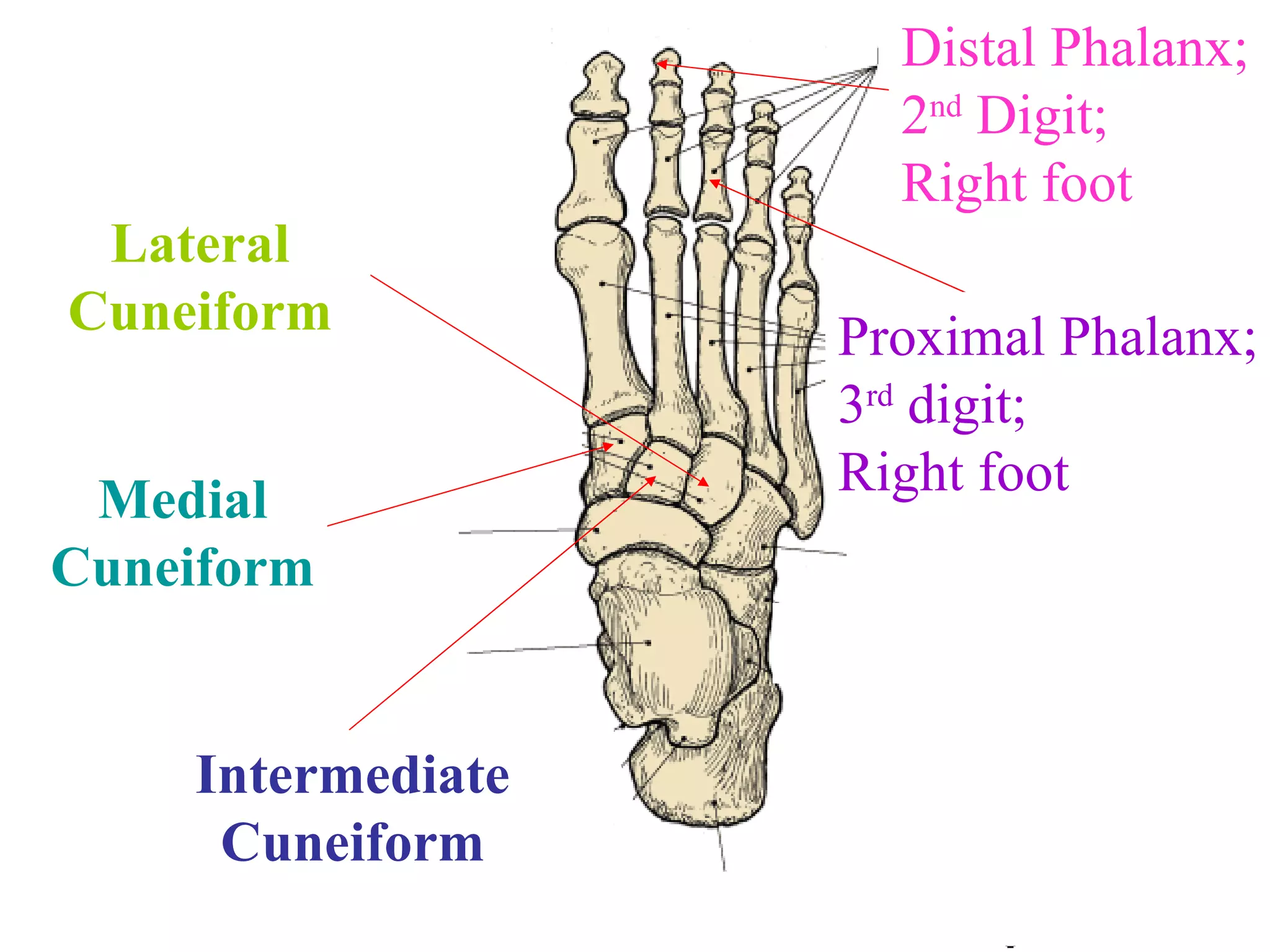 Lateral Cuneiform Medial Cuneiform Intermediate Cuneiform Distal Phalanx; 2 nd  Digit; Right foot Proximal Phalanx; 3 rd  digit; Right foot What is the more specific names given to each of these. 