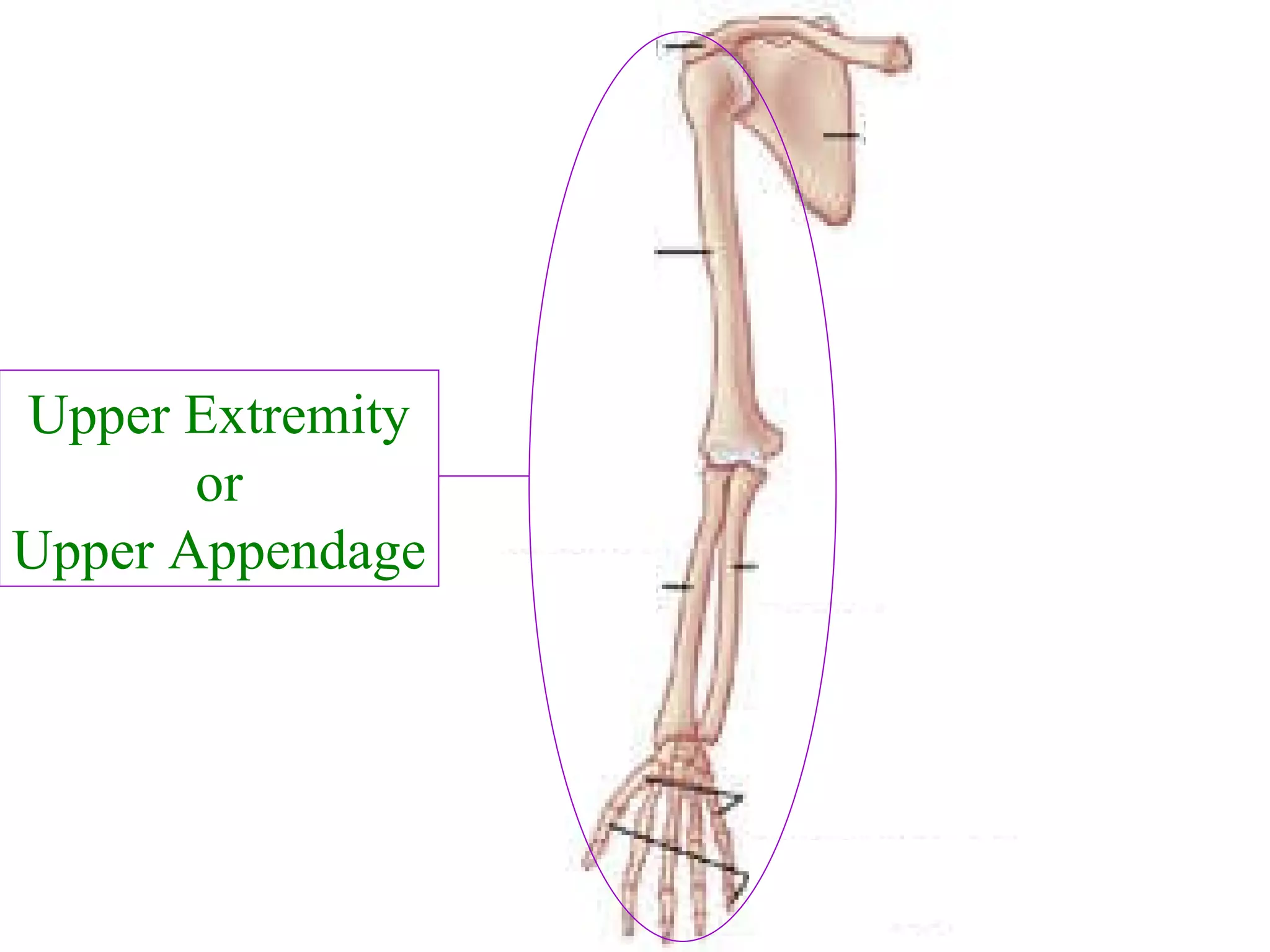 Upper Extremity or Upper Appendage Name this entire structure 