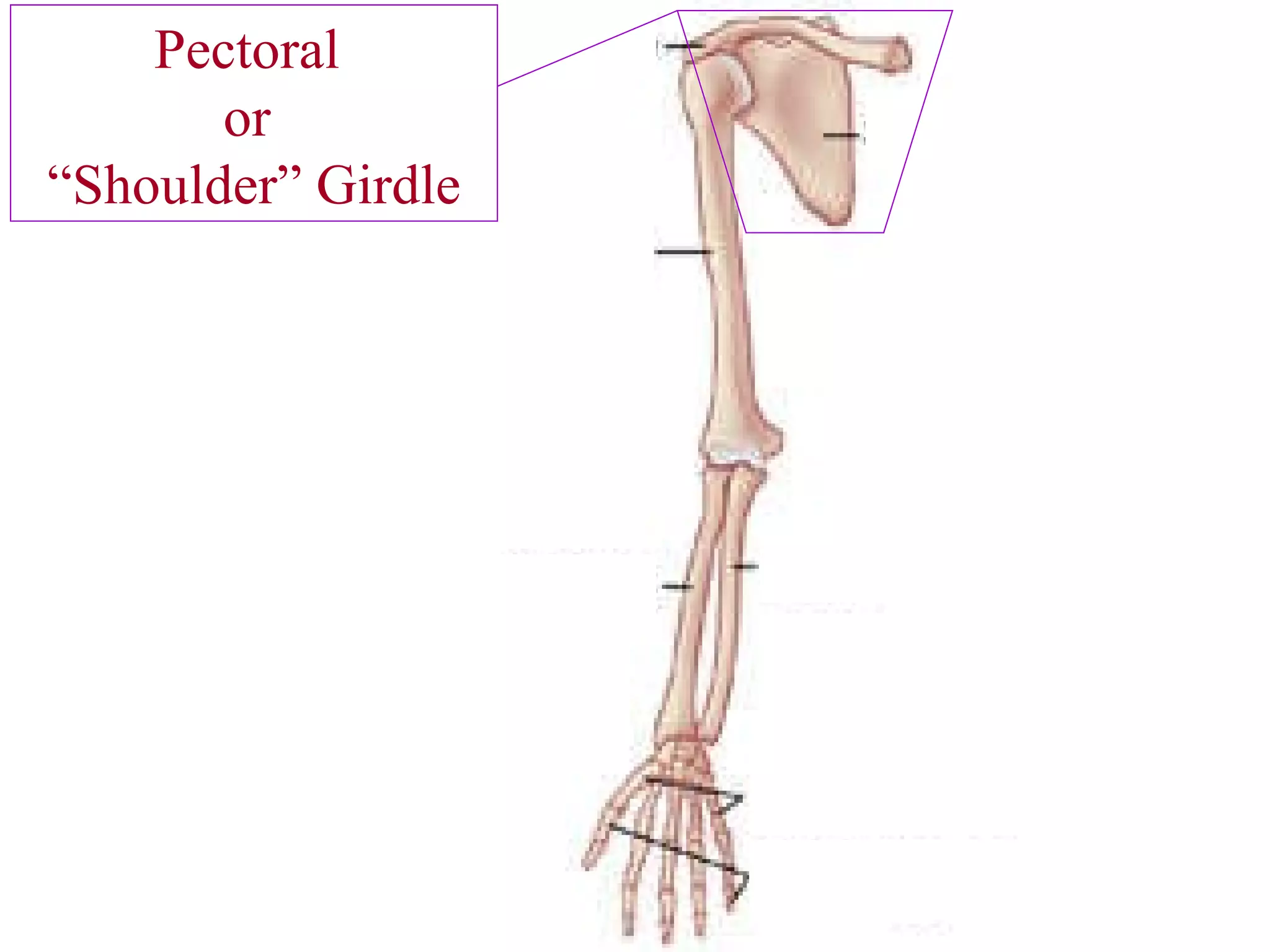 Pectoral  or  “ Shoulder” Girdle This represents “half” of what skeletal subdivision? 