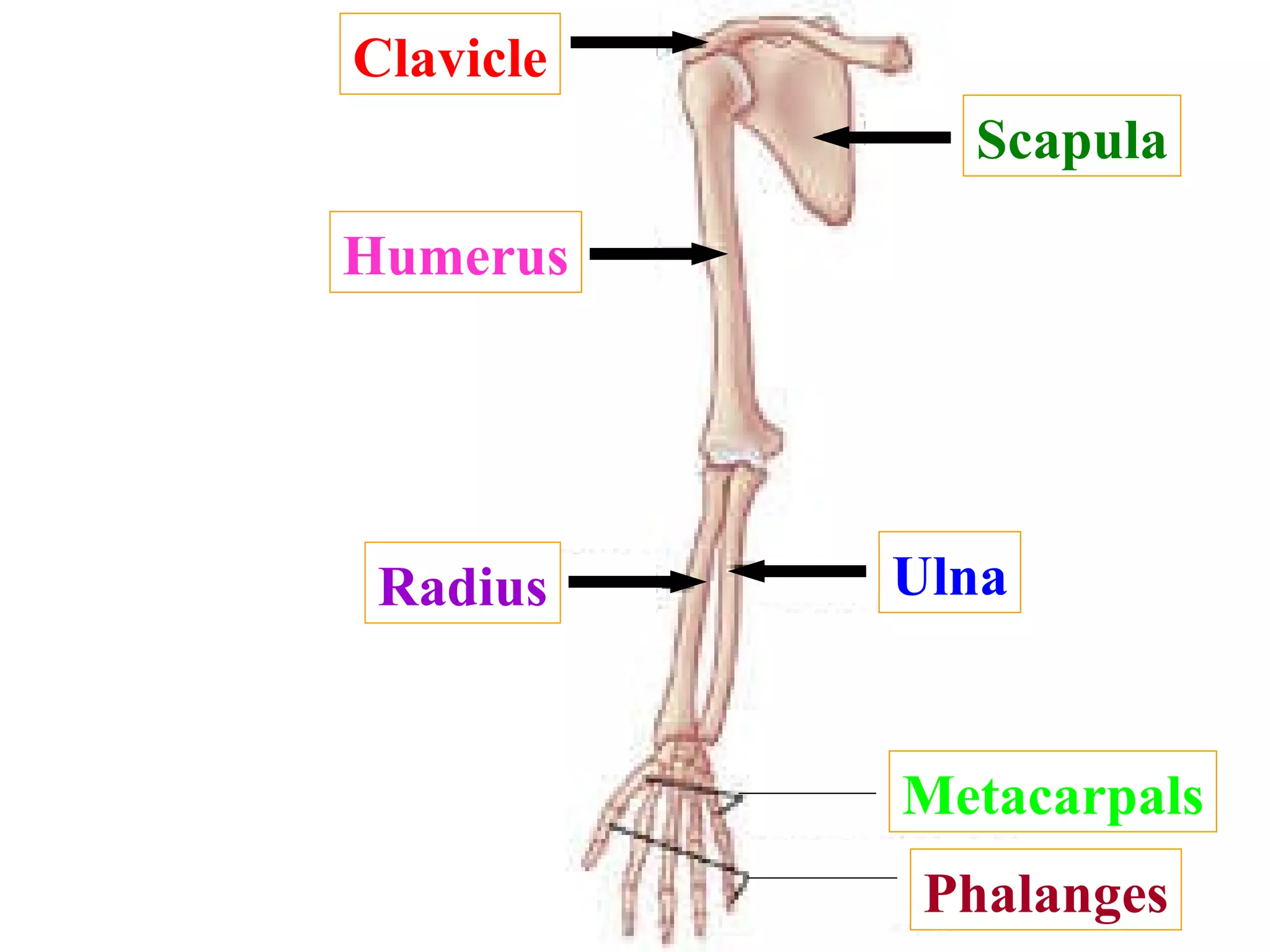 Name each of these bones 1? Clavicle 2? Humerus 3? 6? 5? 4? 7? Radius Scapula Ulna Metacarpals Phalanges 