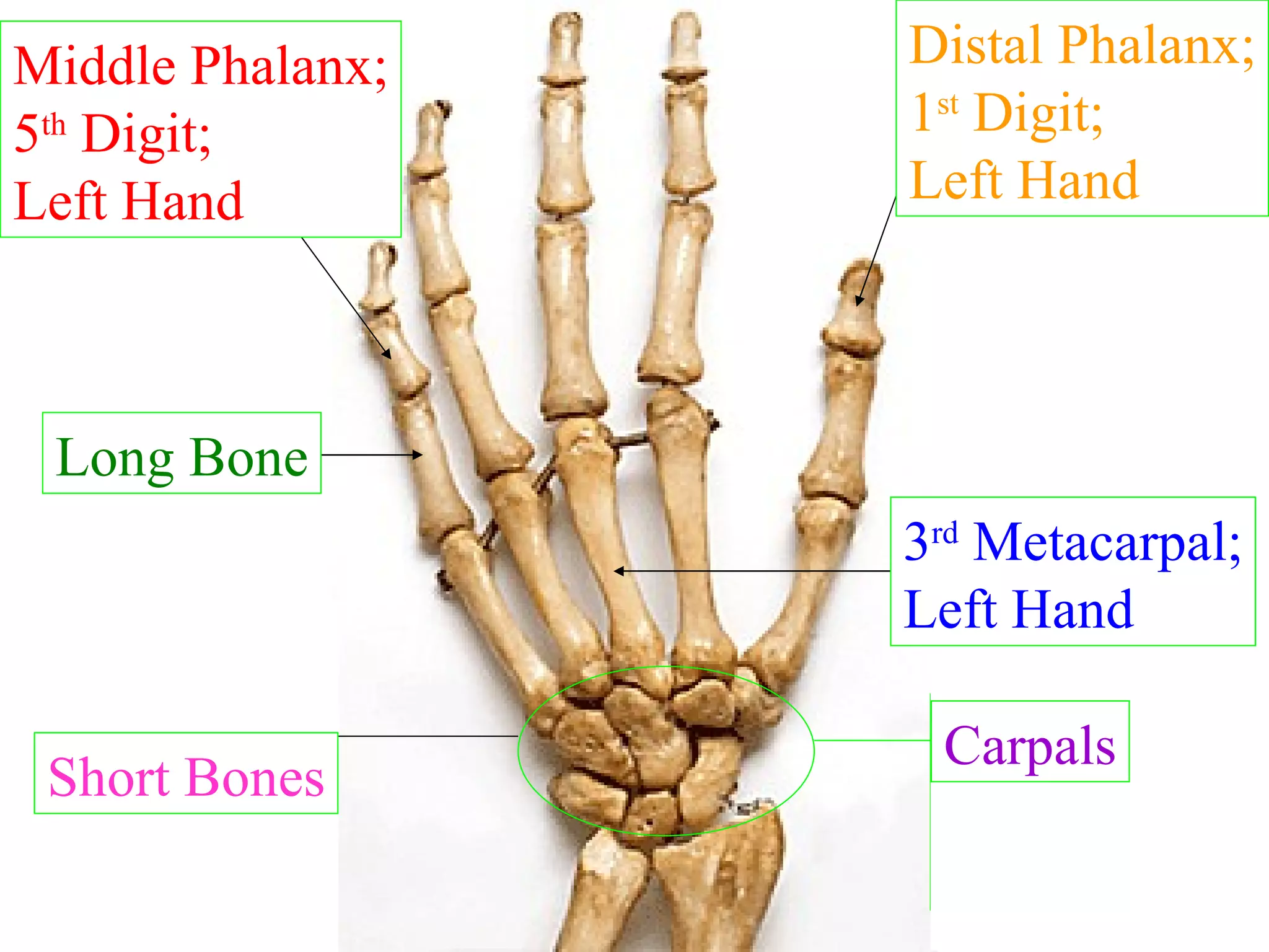 Middle Phalanx; 5 th  Digit; Left Hand Distal Phalanx; 1 st  Digit; Left Hand 3 rd  Metacarpal; Left Hand Carpals Specific Name? Specific Name? Specific Name? Group of Bones Called? What type of bones are these, with respect to shape? Short Bones What type of bone is this, with respect to shape? Long Bone 