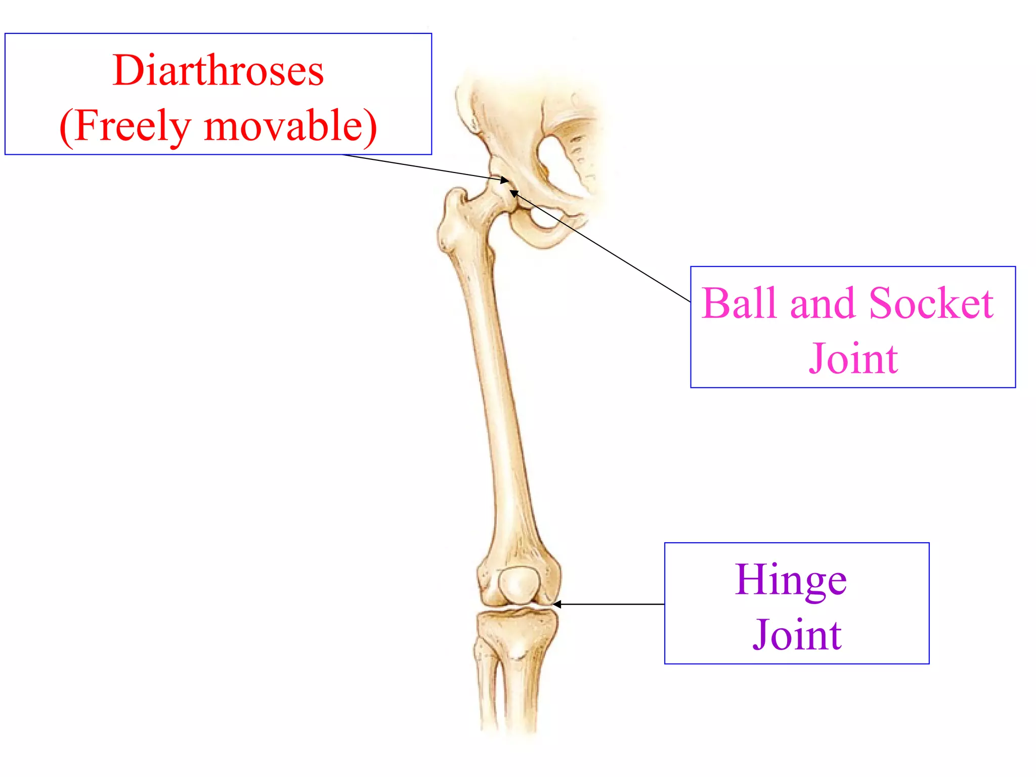 Ball and Socket  Joint Diarthroses (Freely movable) Hinge  Joint Type of joint with respect to movement? Specific type of joint? Specific type of joint? 