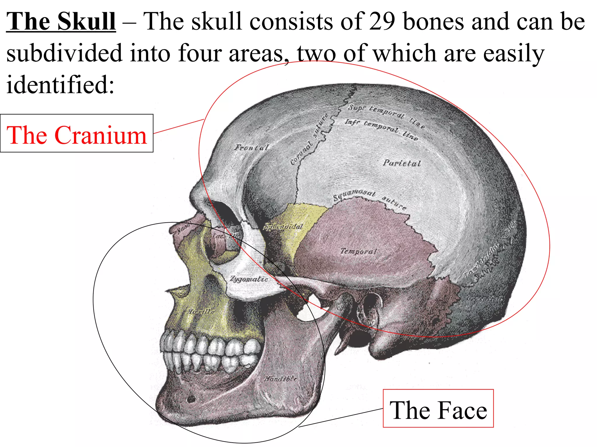 The Skull  – The skull consists of 29 bones and can be subdivided into four areas, two of which are easily identified: The Cranium The Face ? ? 