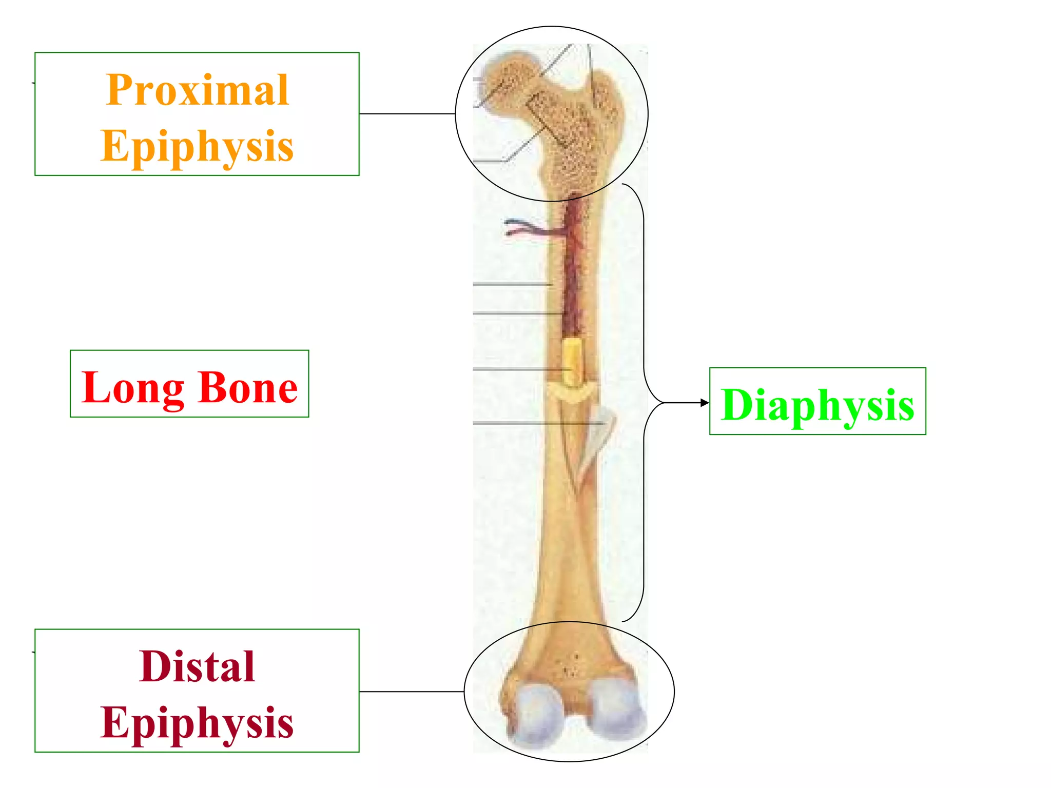 Proximal Epiphysis Distal Epiphysis Type of bone with respect to shape? What part of the bone is this? What part of the bone is this? What part of the bone is this? Diaphysis Long Bone 