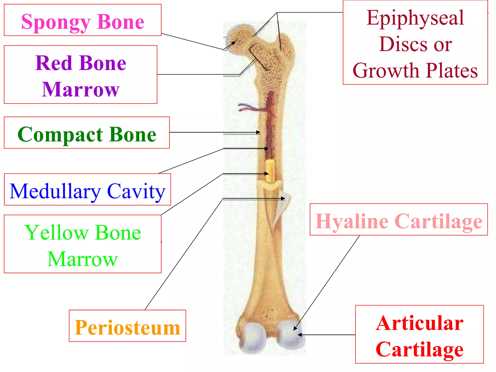 Spongy Bone Red Bone Marrow Compact Bone Medullary Cavity Yellow Bone Marrow Periosteum Epiphyseal Discs or Growth Plates Hyaline Cartilage Articular Cartilage Contained within spaces? Bone tissue type? Bone tissue type? Cavity called? Substance called? What is this? What are these? White “stuff” called what? Tissue type? 