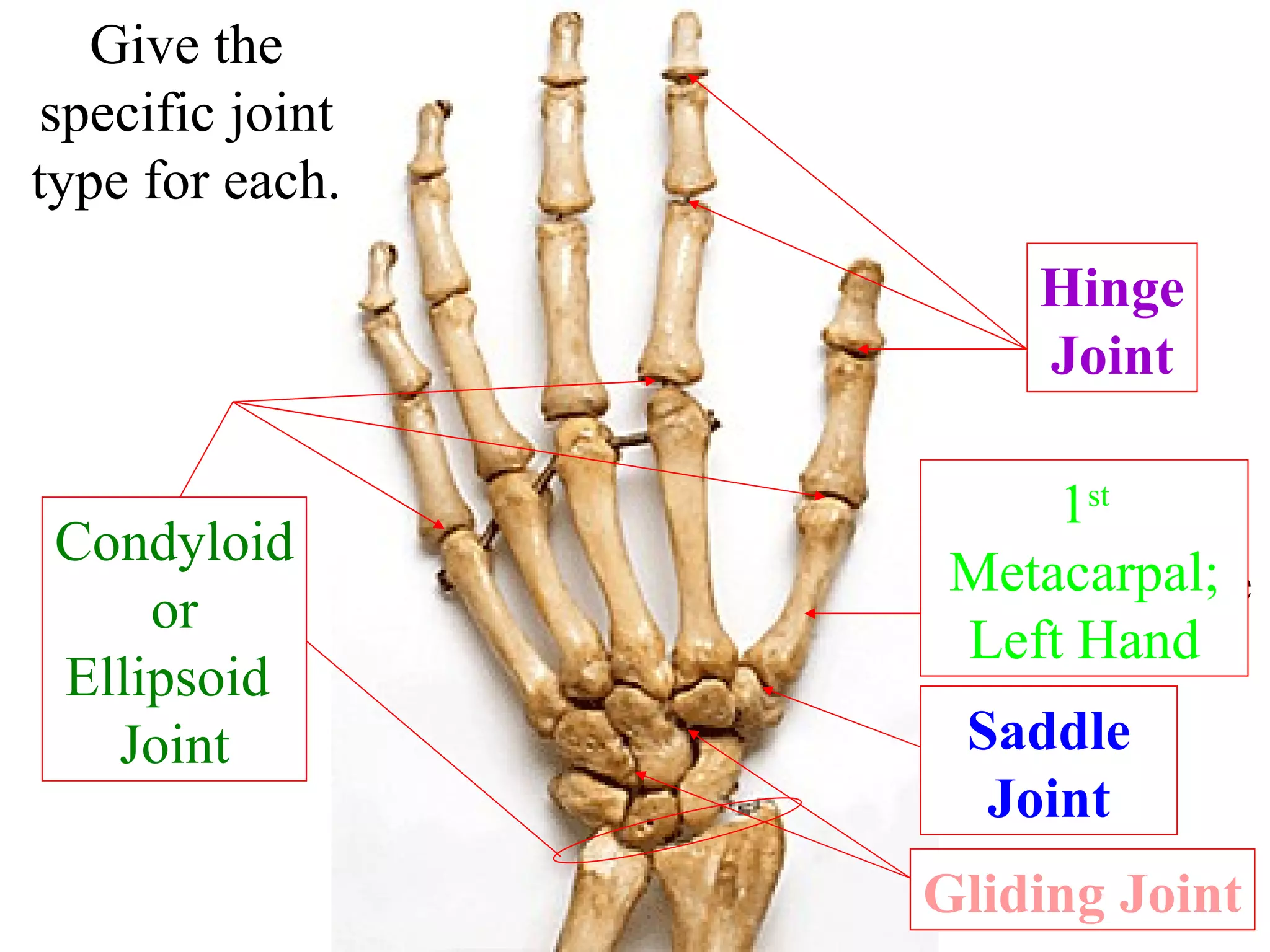 1 st Metacarpal; Left Hand Give the specific joint type for each. Hinge Joint Condyloid or Ellipsoid  Joint Saddle Joint Gliding Joint Specific Bone Name 1? 3? 2? 4? 