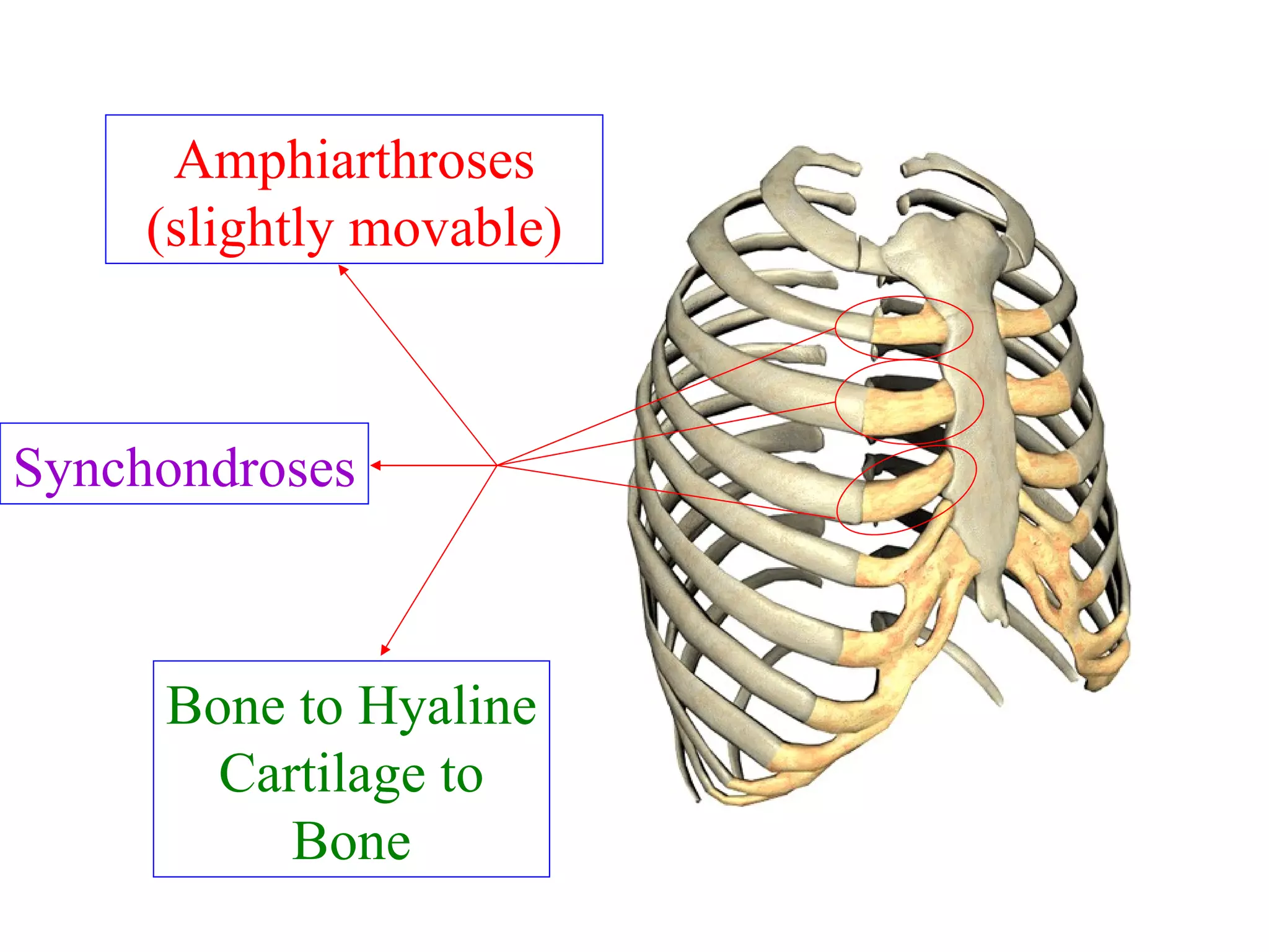 Type of joint with respect to movement Amphiarthroses (slightly movable) Bone to Hyaline Cartilage to Bone Subcategory of joint including these?  Describe this specific joint type Synchondroses 